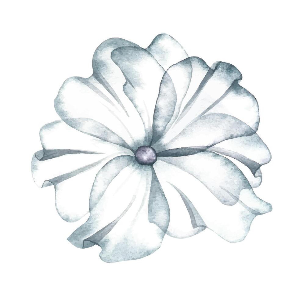 A delicate white flower. The transparent petals of the flower. watercolor illustration. For the design of invitation and greeting wedding cards in watercolor style. vector