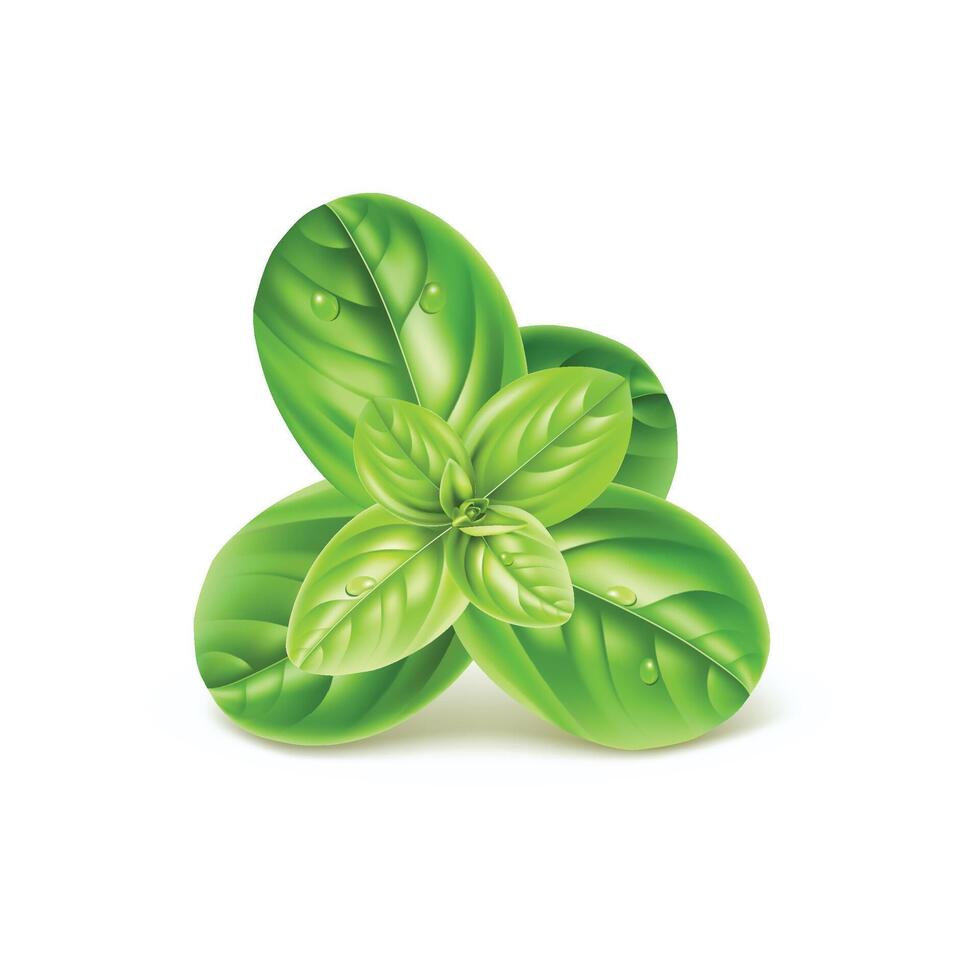 a group of basil green leaves . vector