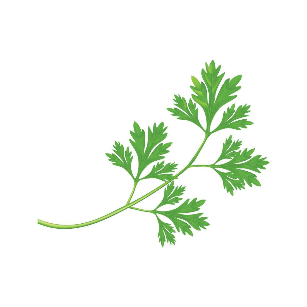 fresh green Parsley leaf isolated on white background. vector