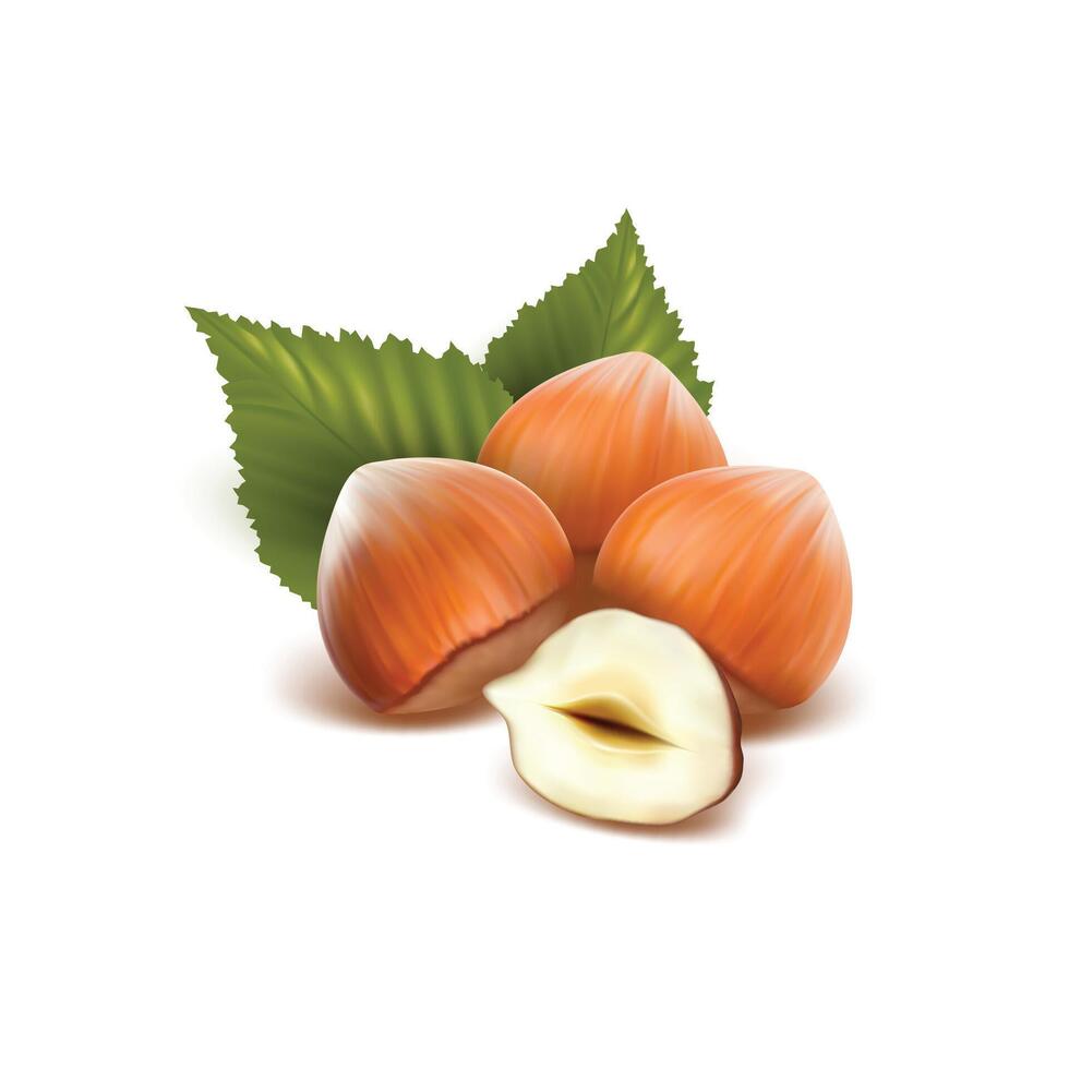 a pile of almonds with green leaves and a green leaf vector