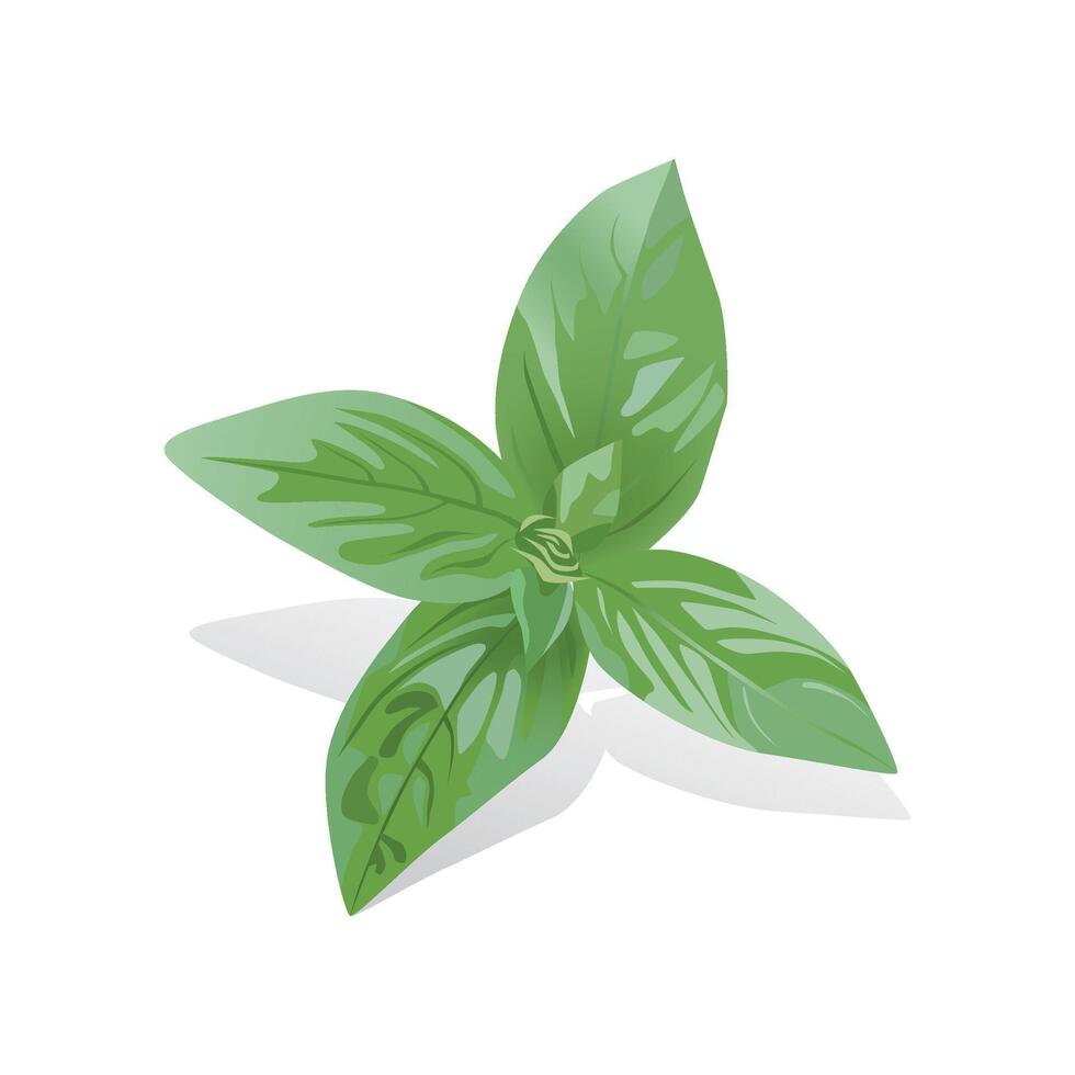 Fresh green Basil leaves, isolated on white background vector