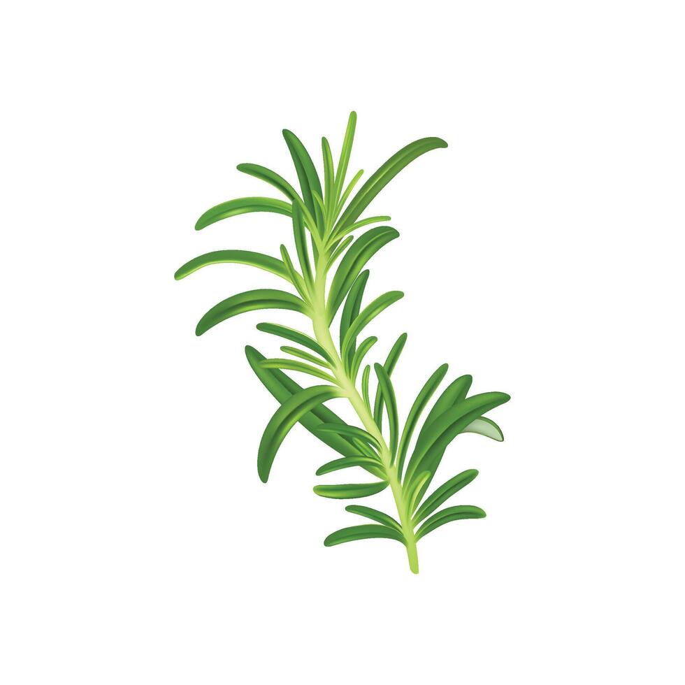 Sprig of fresh rosemary isolated on white background. vector