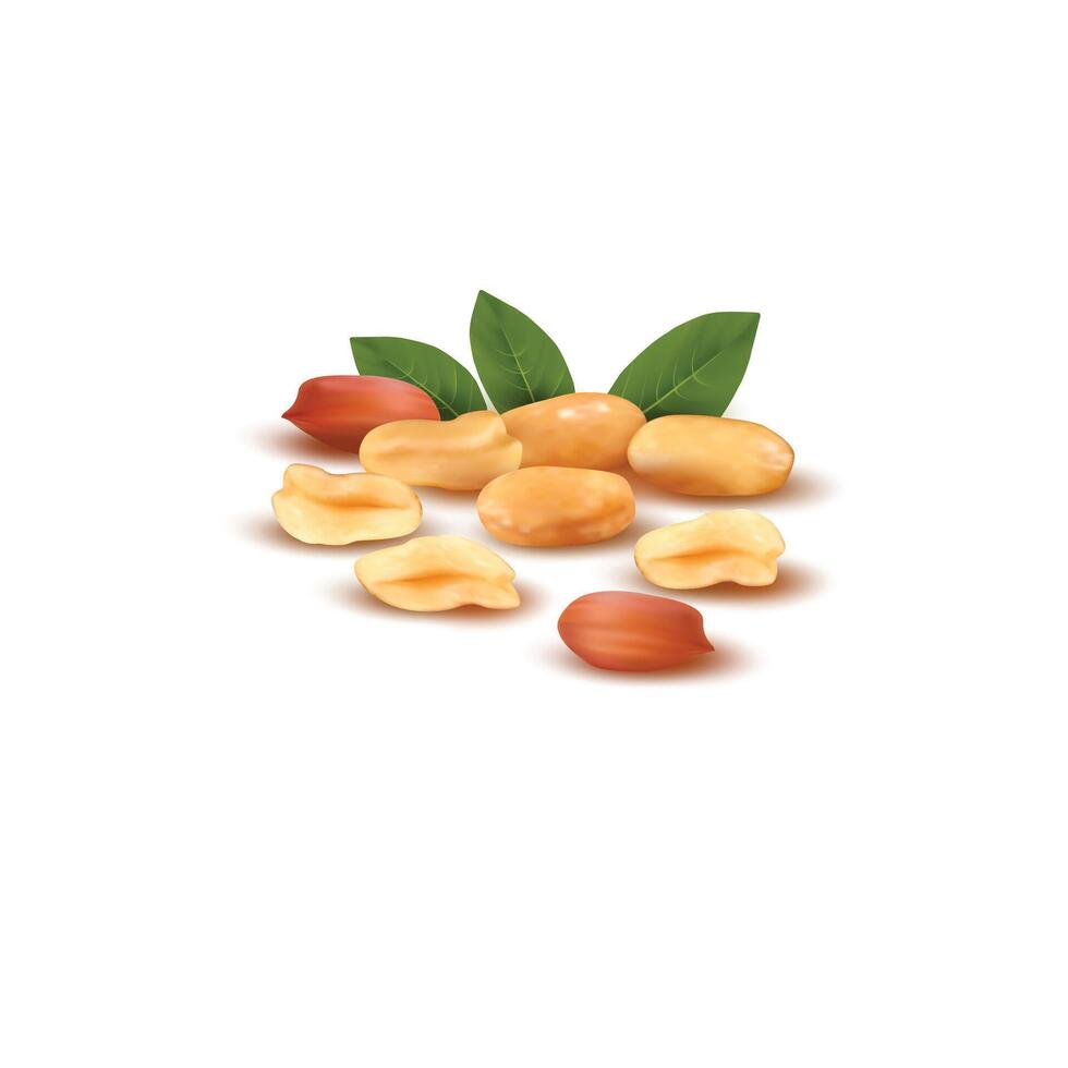 a pile of almonds with green leaves and a green leaf vector