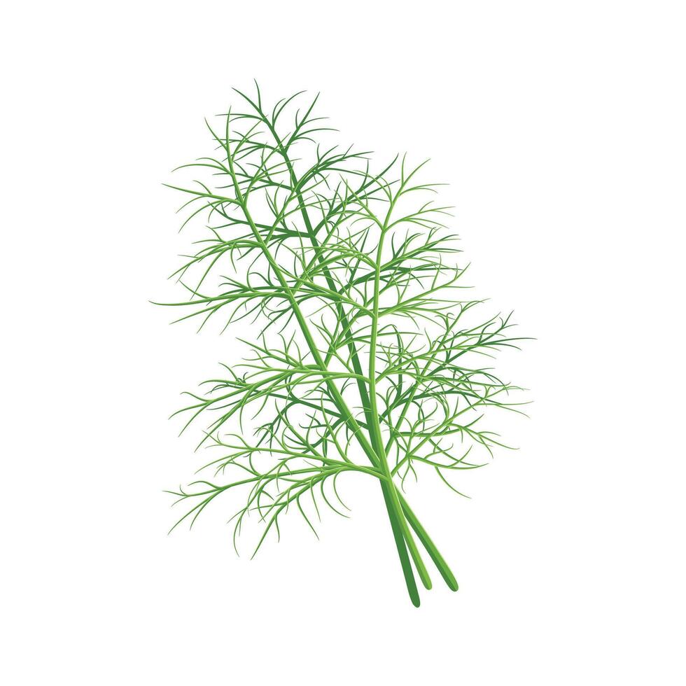 Dill sprig set isolated. Fresh fennel twig collection, herb plant closeup, vector