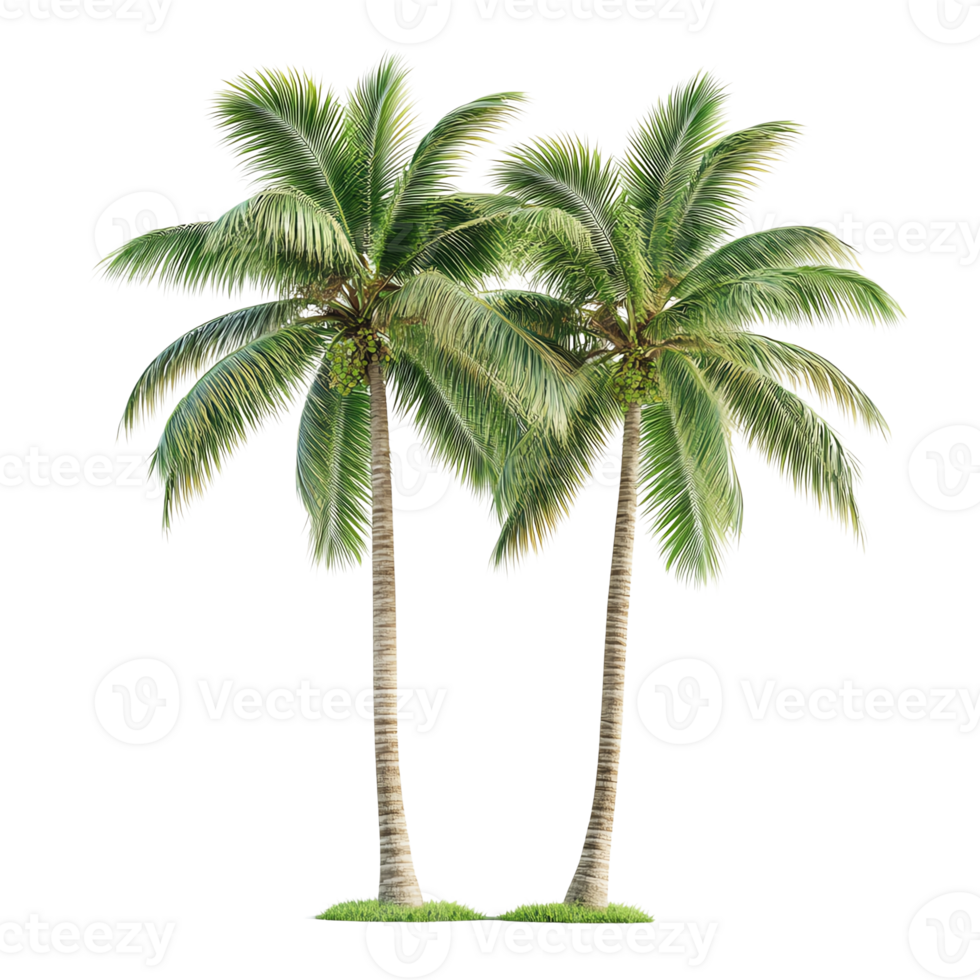lush and vibrant palm trees, showcasing various tropical tree forms suitable png