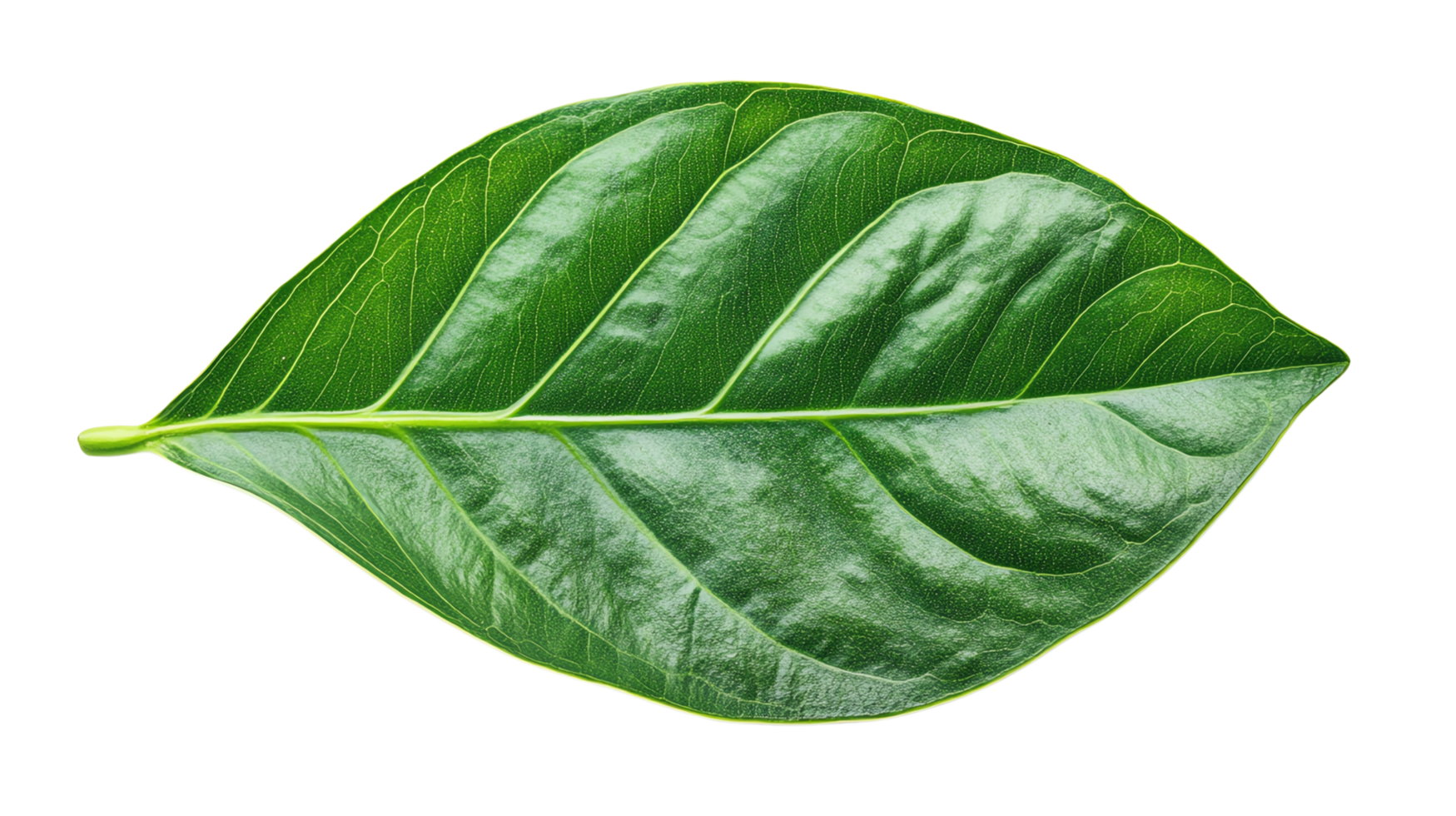 green tropical leaves, showcasing the detailed texture and natural beauty of the foliage. png