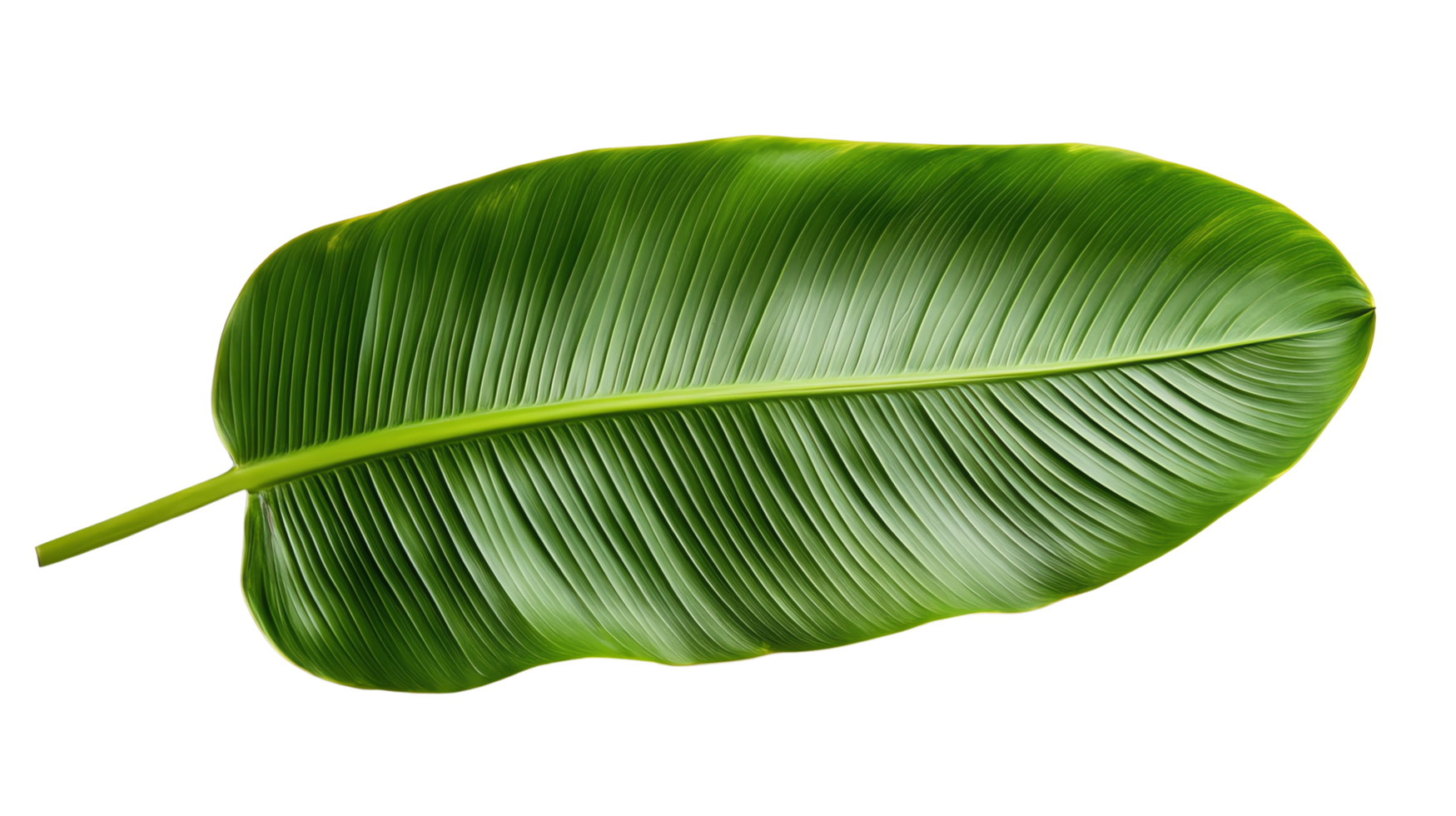 banana leaf unique pieces of driftwood with intricate textures and shapes, perfect for rustic decor or nature-inspired art projects. png