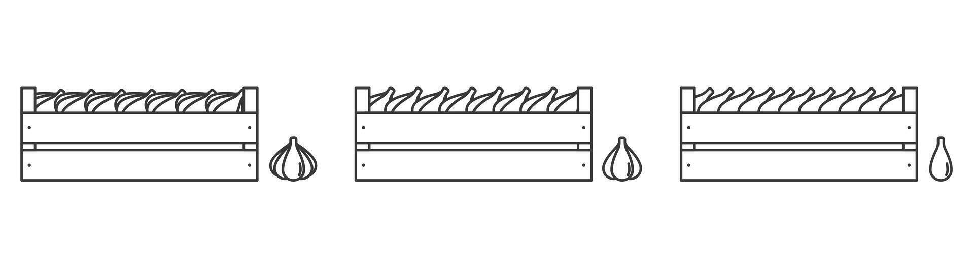 Garlic in wooden box icon outline. Vegetable in box. vector