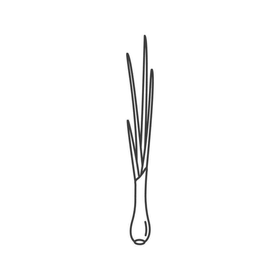 Green onion outline icon. Spring onion line icon design. Isolated on white background. vector