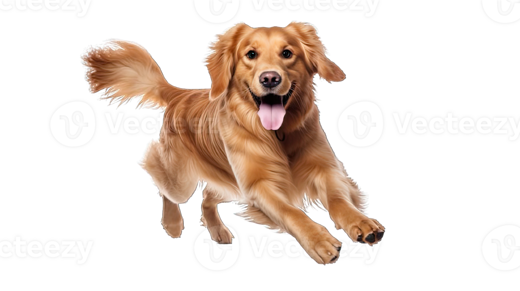 . Golden retriever dog running and jumping happily isolated on a transparent background. png