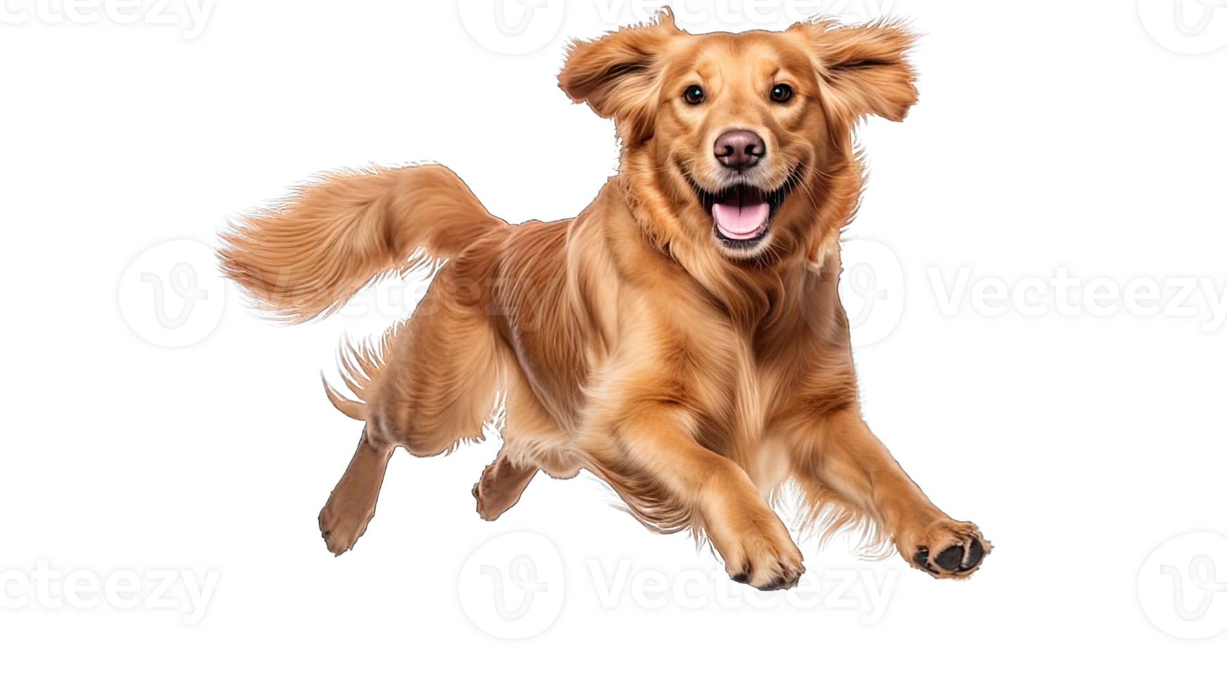 . Golden retriever dog running and jumping happily isolated on a transparent background. png