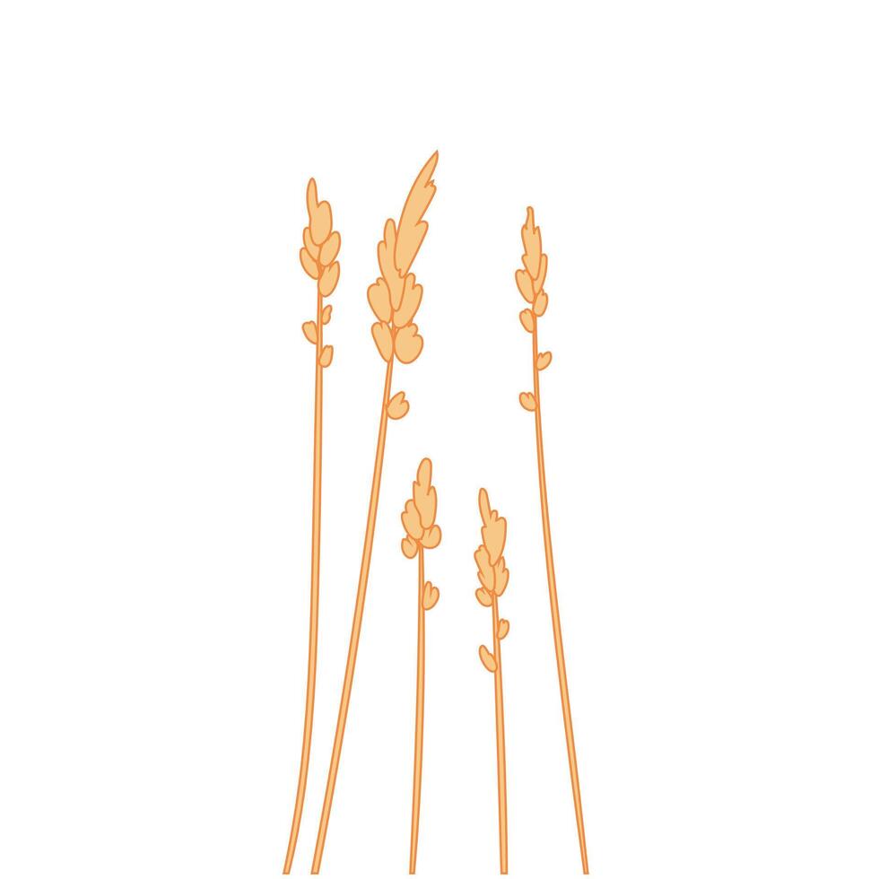 Common dry reeds isolated on white background, illustration vector