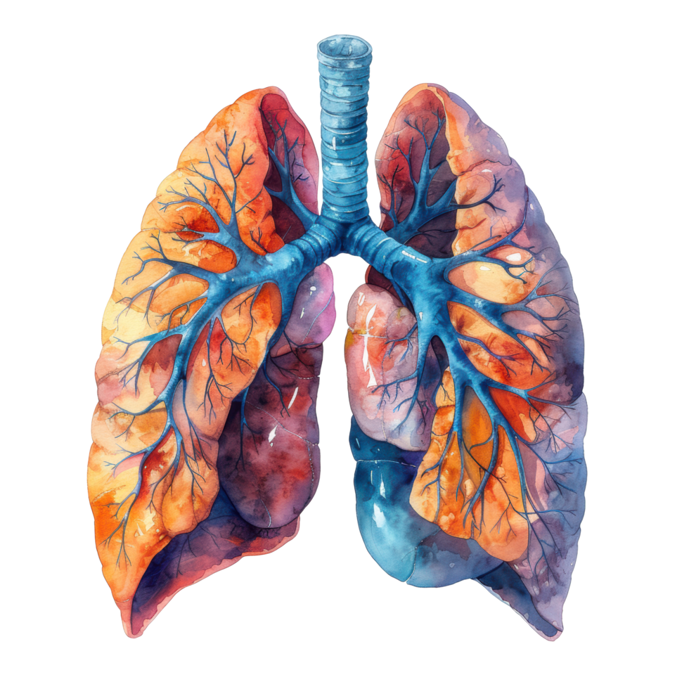 Watercolor and colorful lung of human organ and anatomy clip art element illustration. png