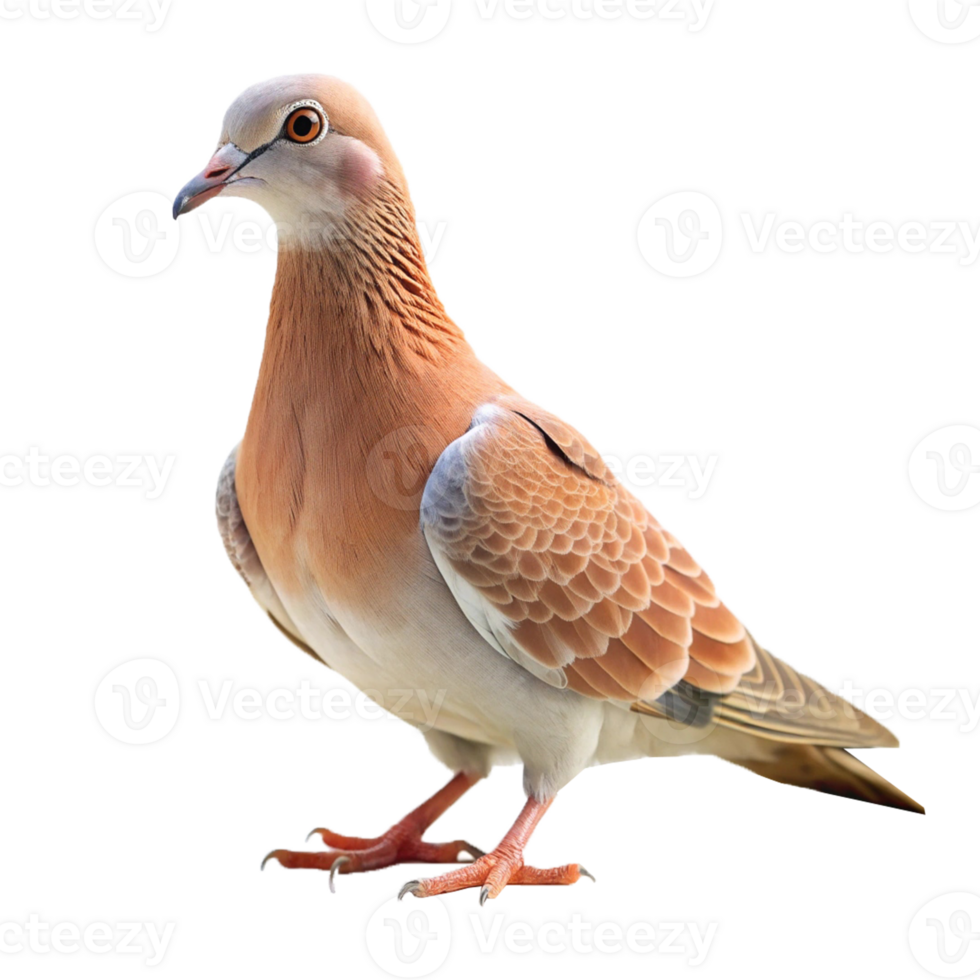 A dove bird with a Transparent background png