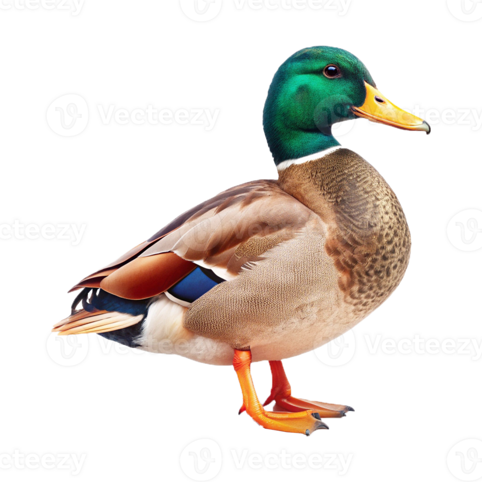 A Duck with a Transparent background png