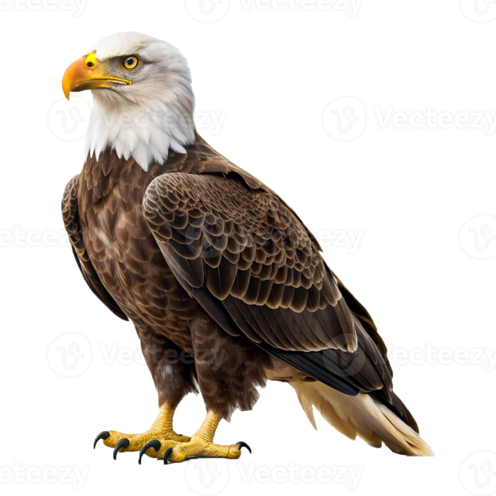 A Eagle bird with a Transparent background png