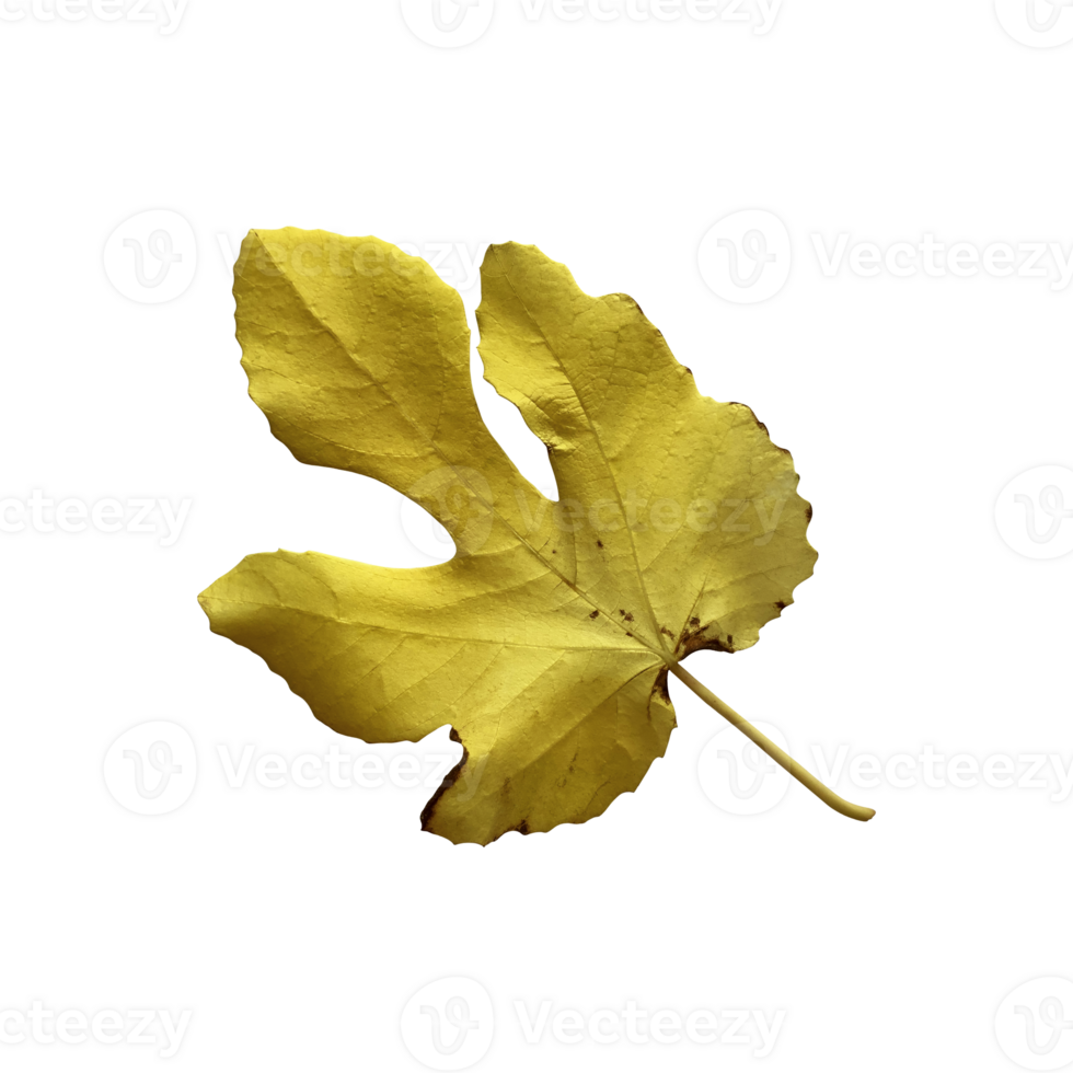 Bright yellow autumn tree leaf, isolated object, cutout element, seasonal autumn or summer colorful mood, soft focus and clipping path, environment concept png