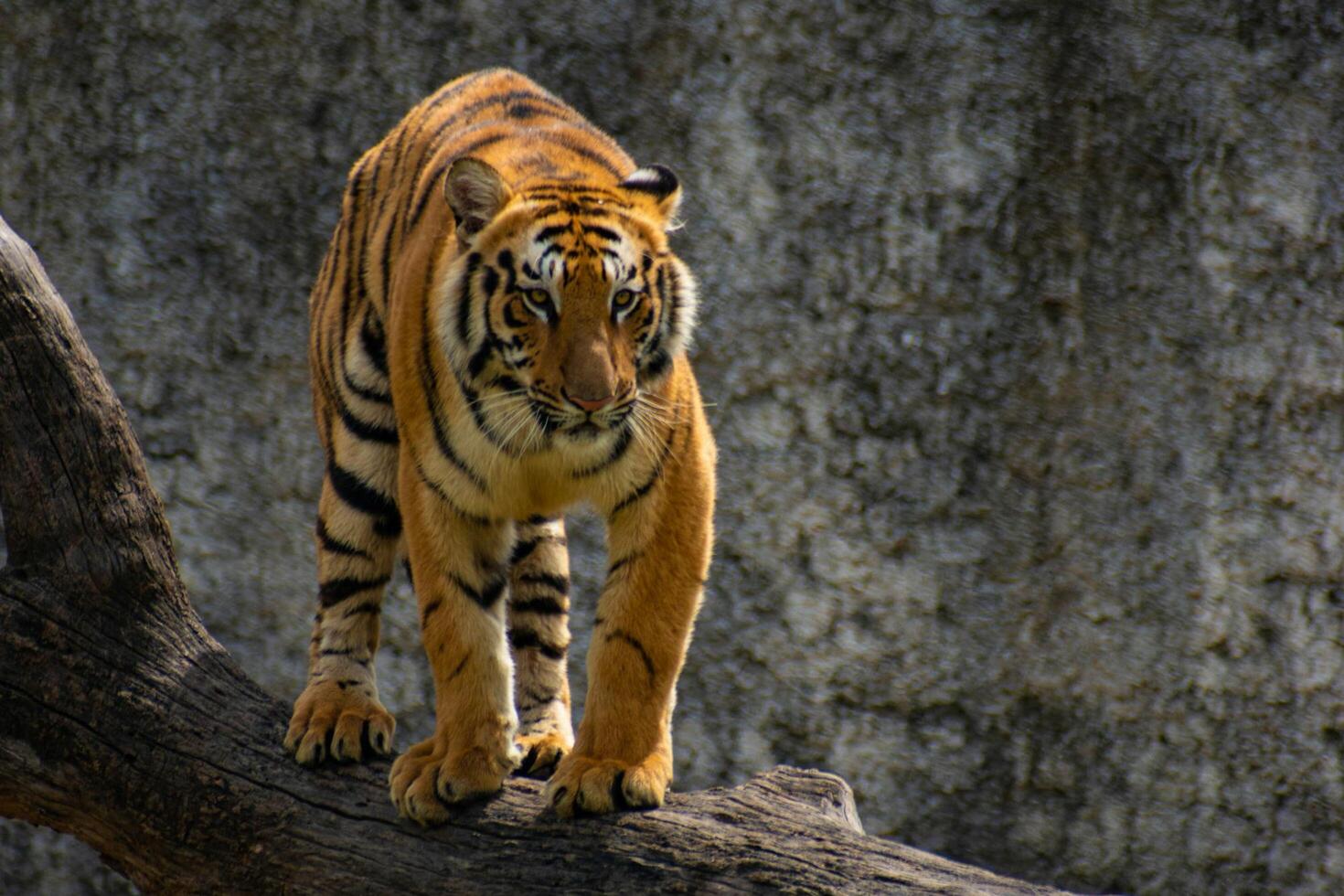 Regal Grace The Royal Bengal Tiger's Majestic Style photo