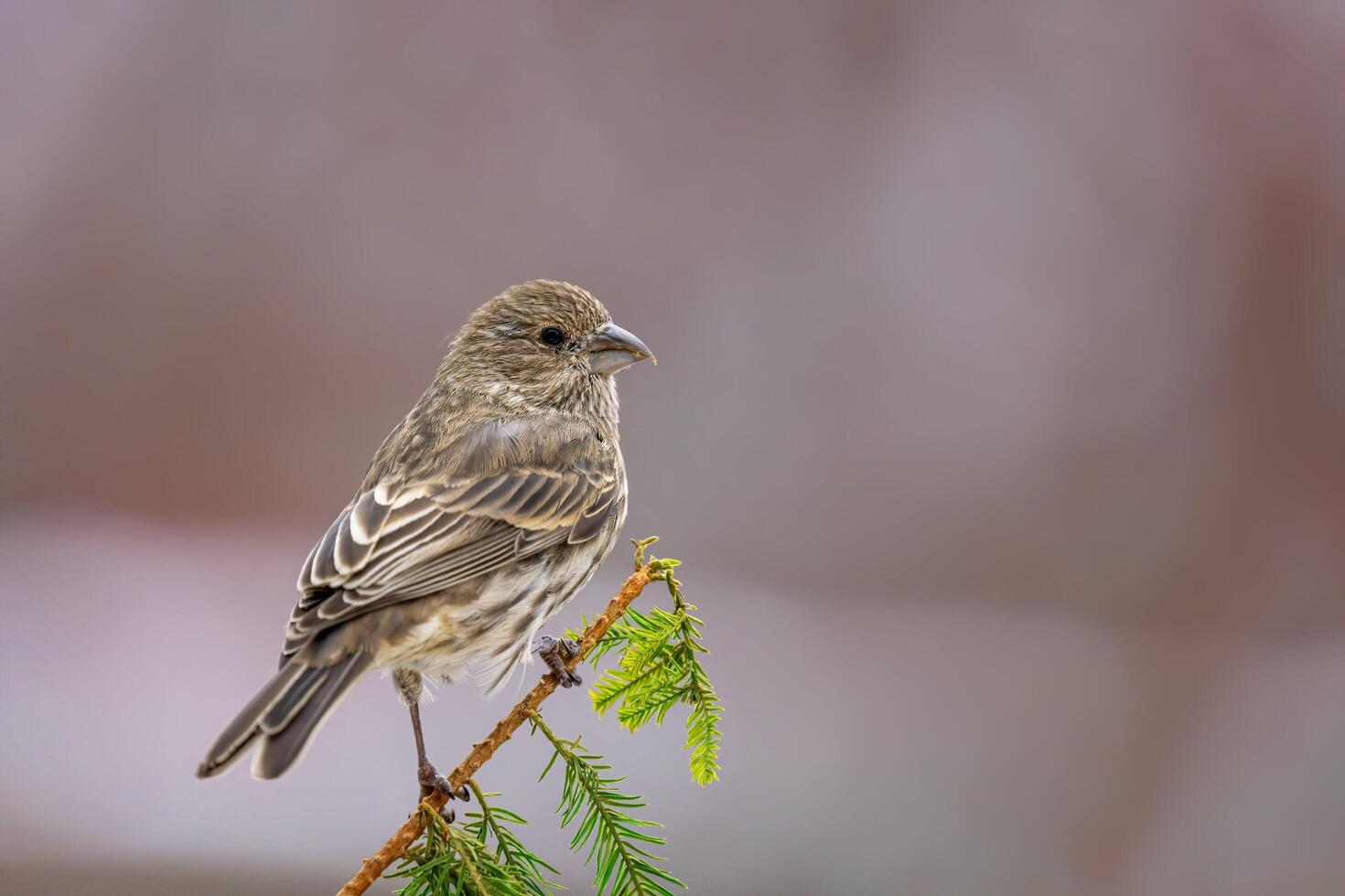 Sparrow Symphony Nature's Ballet photo