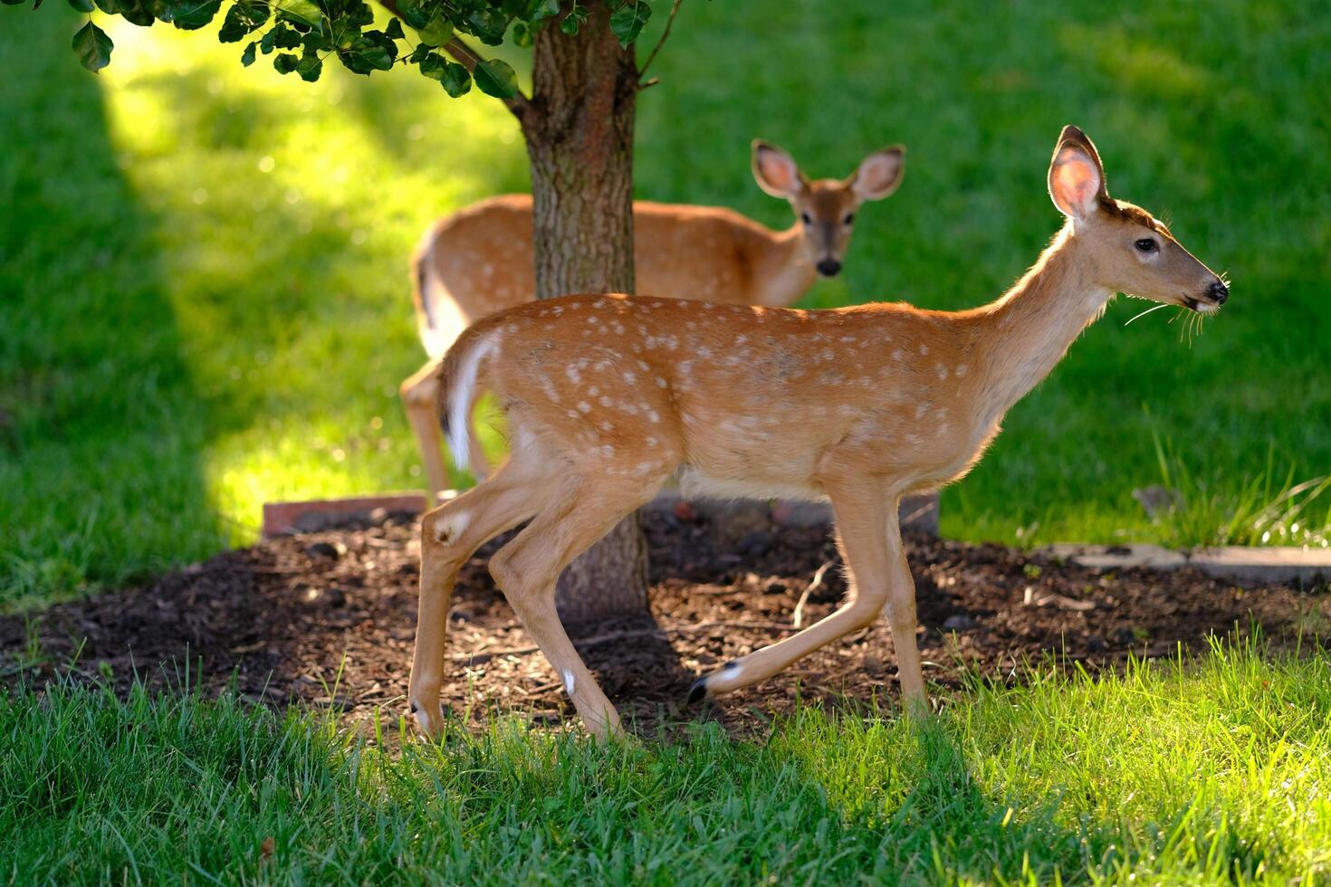 Morning Forage Deer's Breakfast Quest photo