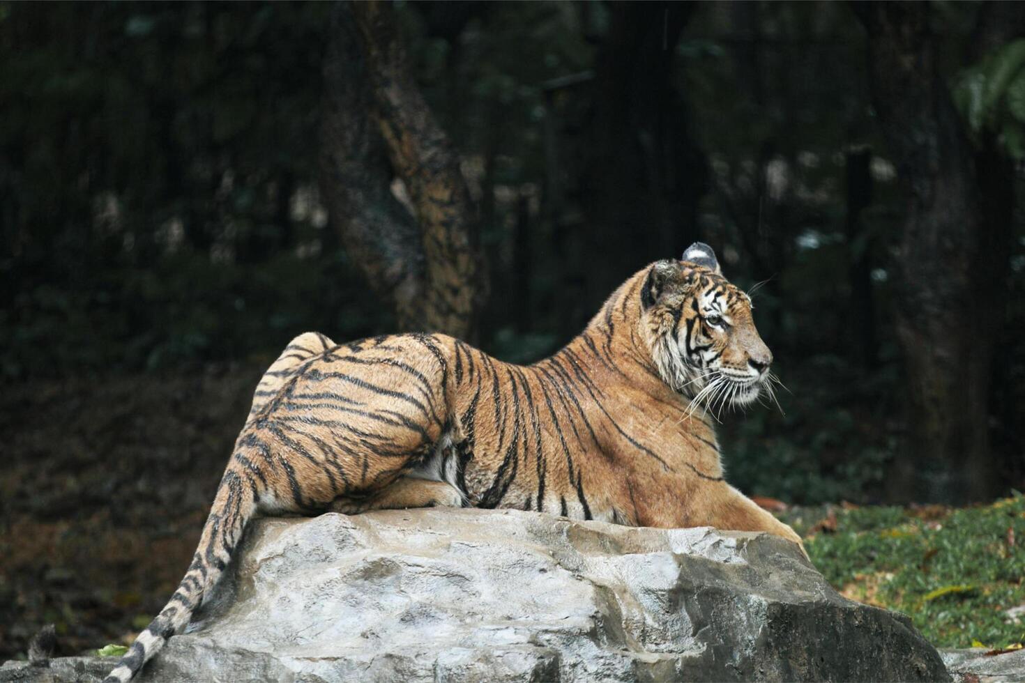 Monarch of the Jungle Royal Bengal Tiger Resting on Rocky Perch photo