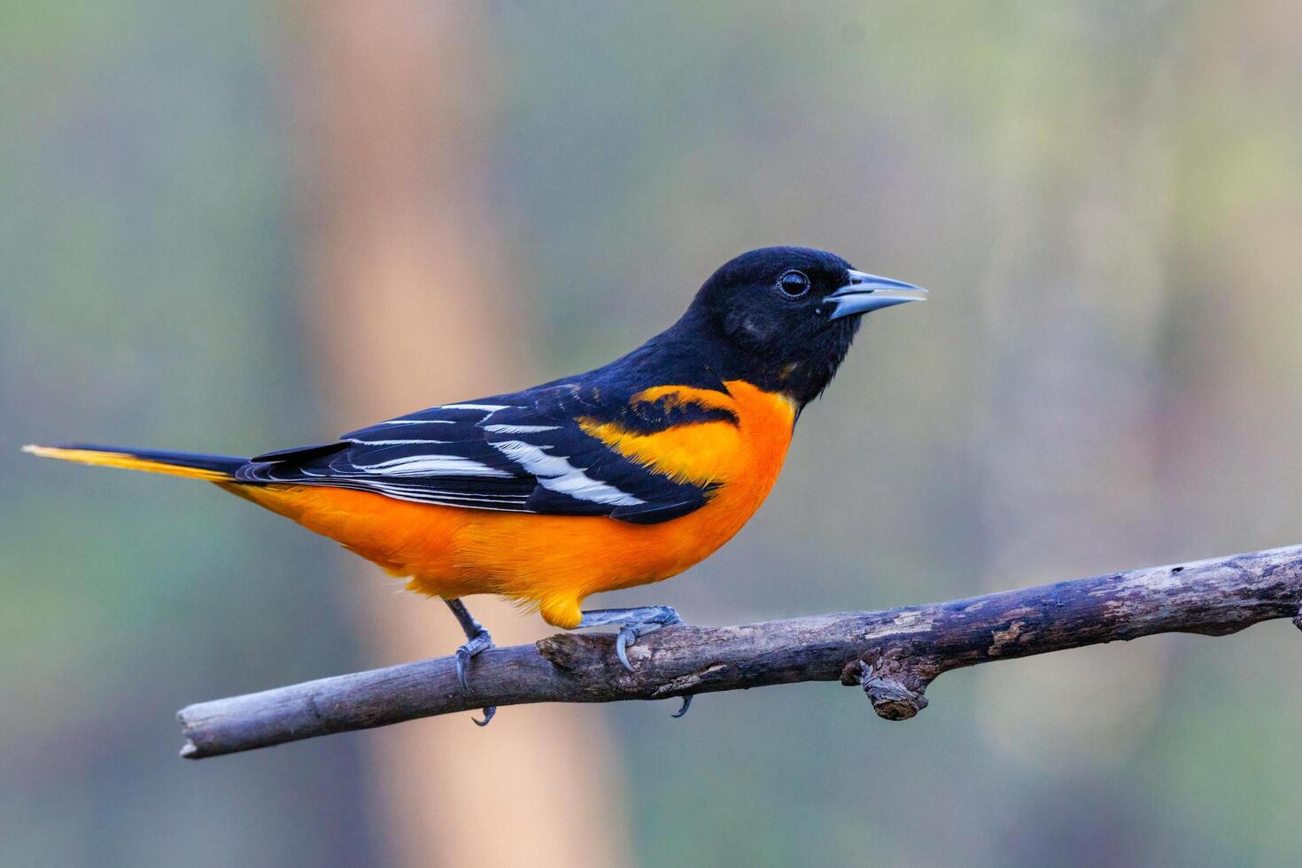 Orange and Blue Majesty Beauty of the Magpie Robin photo