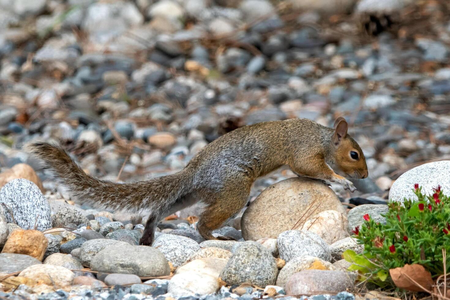 Stone Fields Feast Squirrels Scavenge for Survival photo