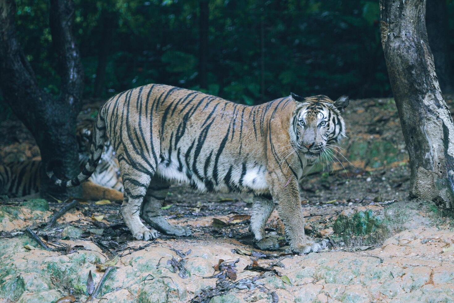Hunting for Royal Bengal Tiger photo