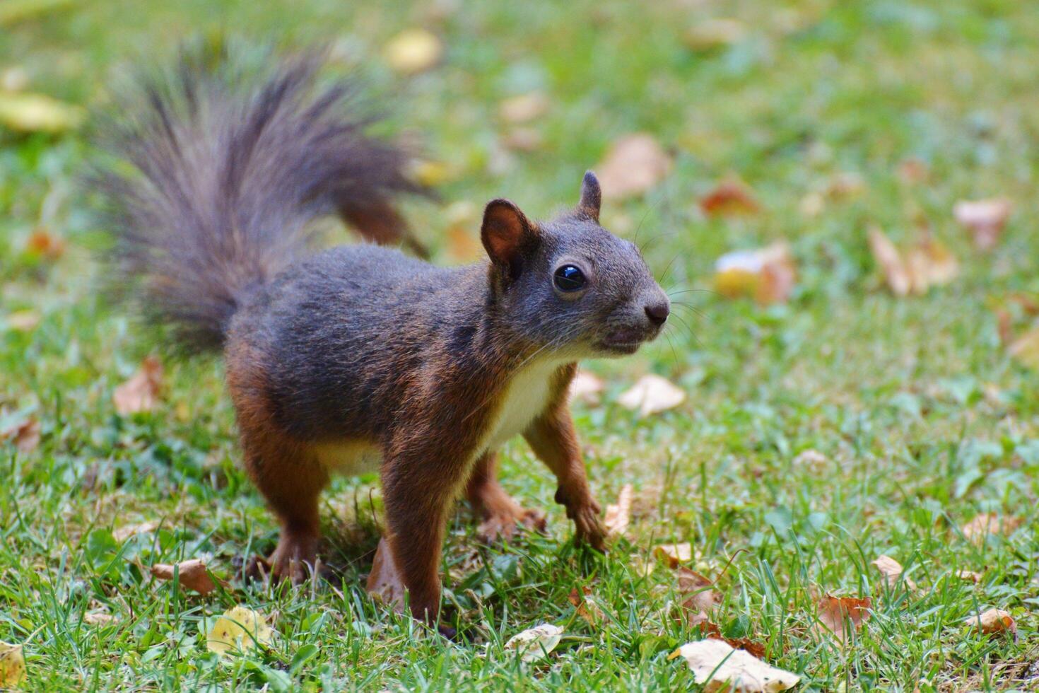 Squirrel Serenity Exploring Nature's Realm photo