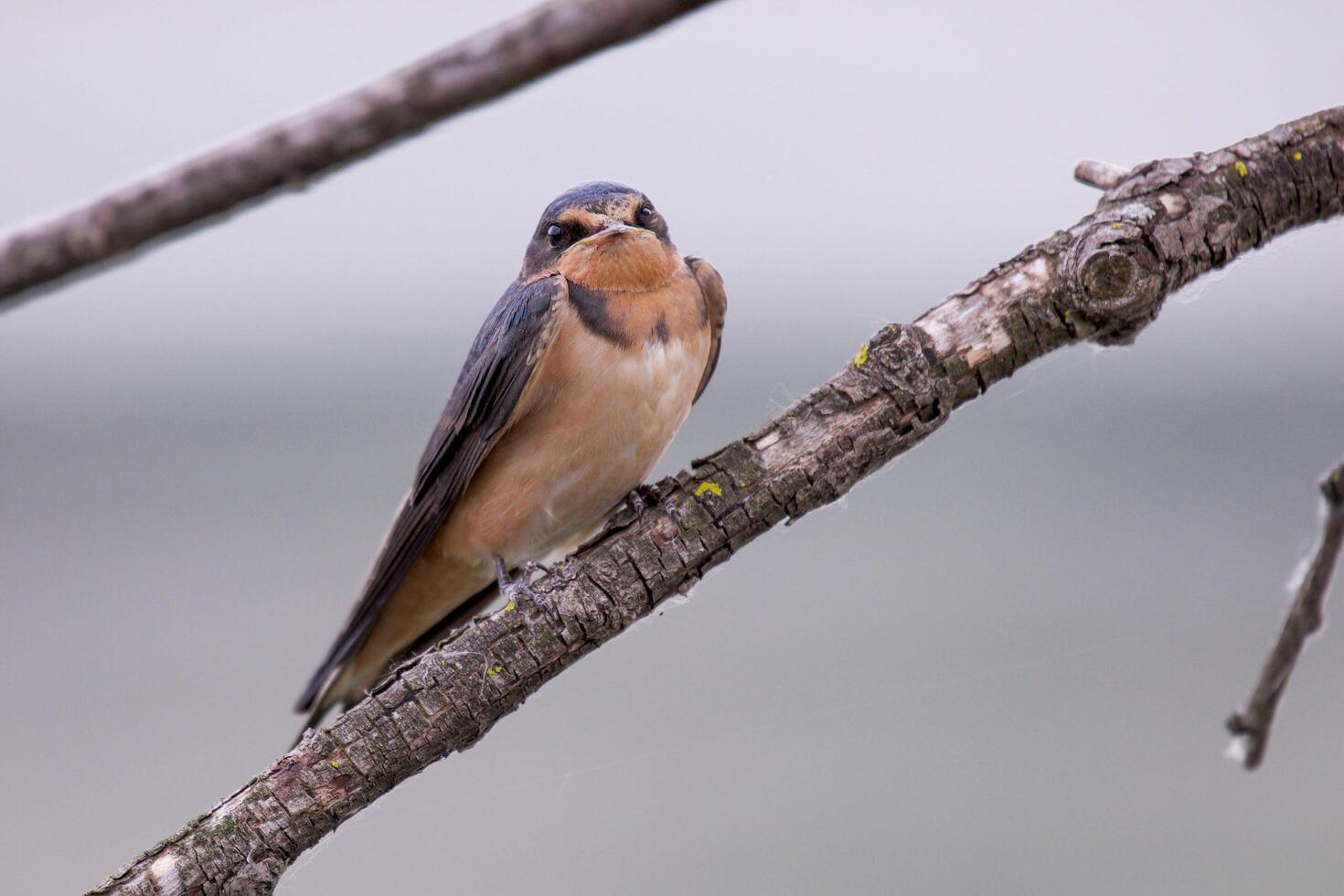 Whispers of Stillness The Silent Perch of a Sparrow photo