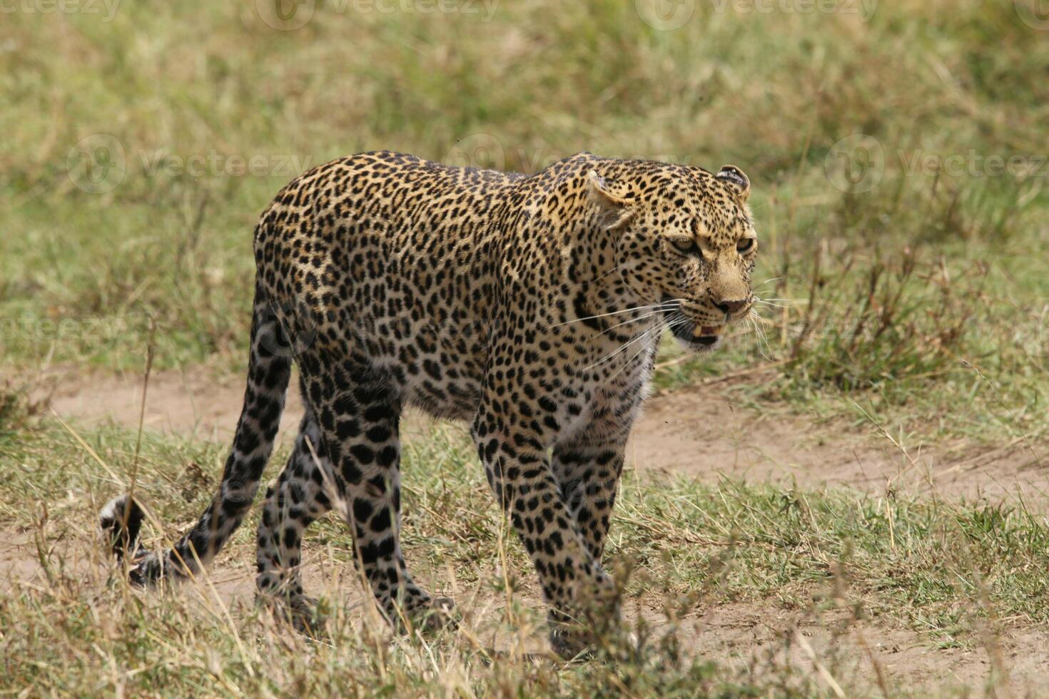 Forest Wanderer The Graceful Leopard's Realm photo
