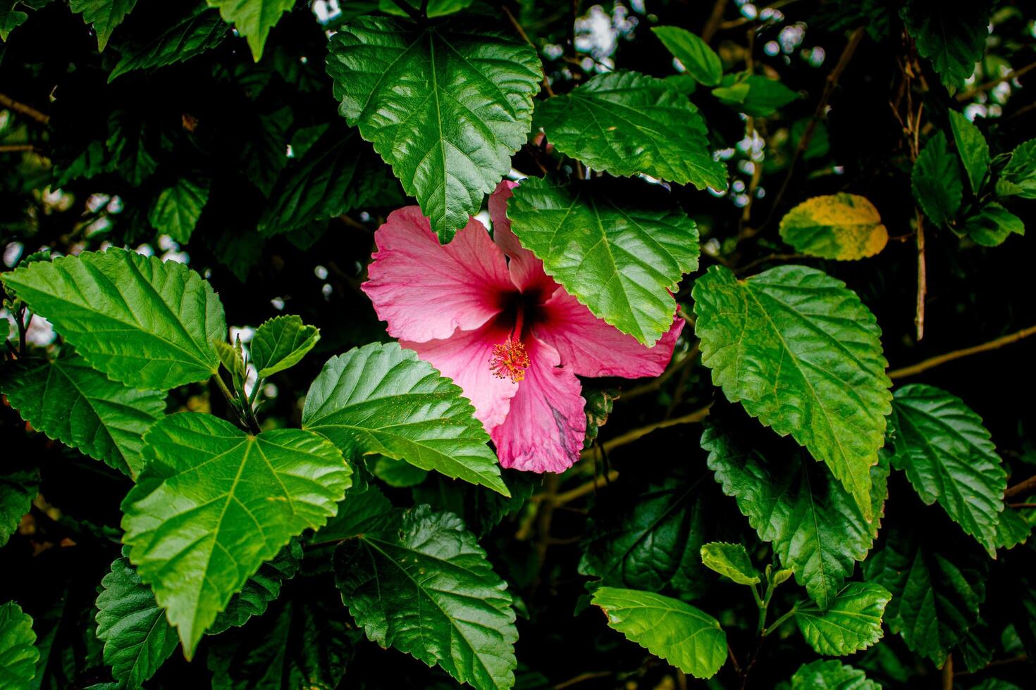 Crimson Majesty The Allure of Hibiscus photo