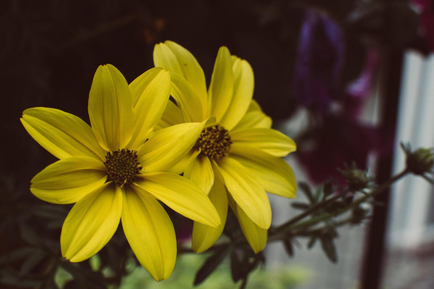 Golden Splendor The Radiance of Yellow Cosmos Flowers photo