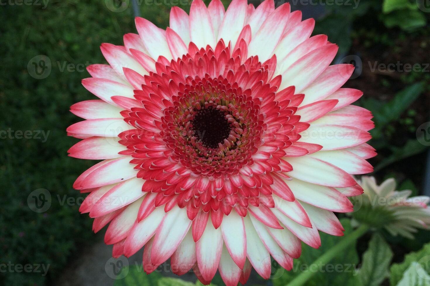 Purity in Petals Blooming White and Pink Chrysanthemums photo