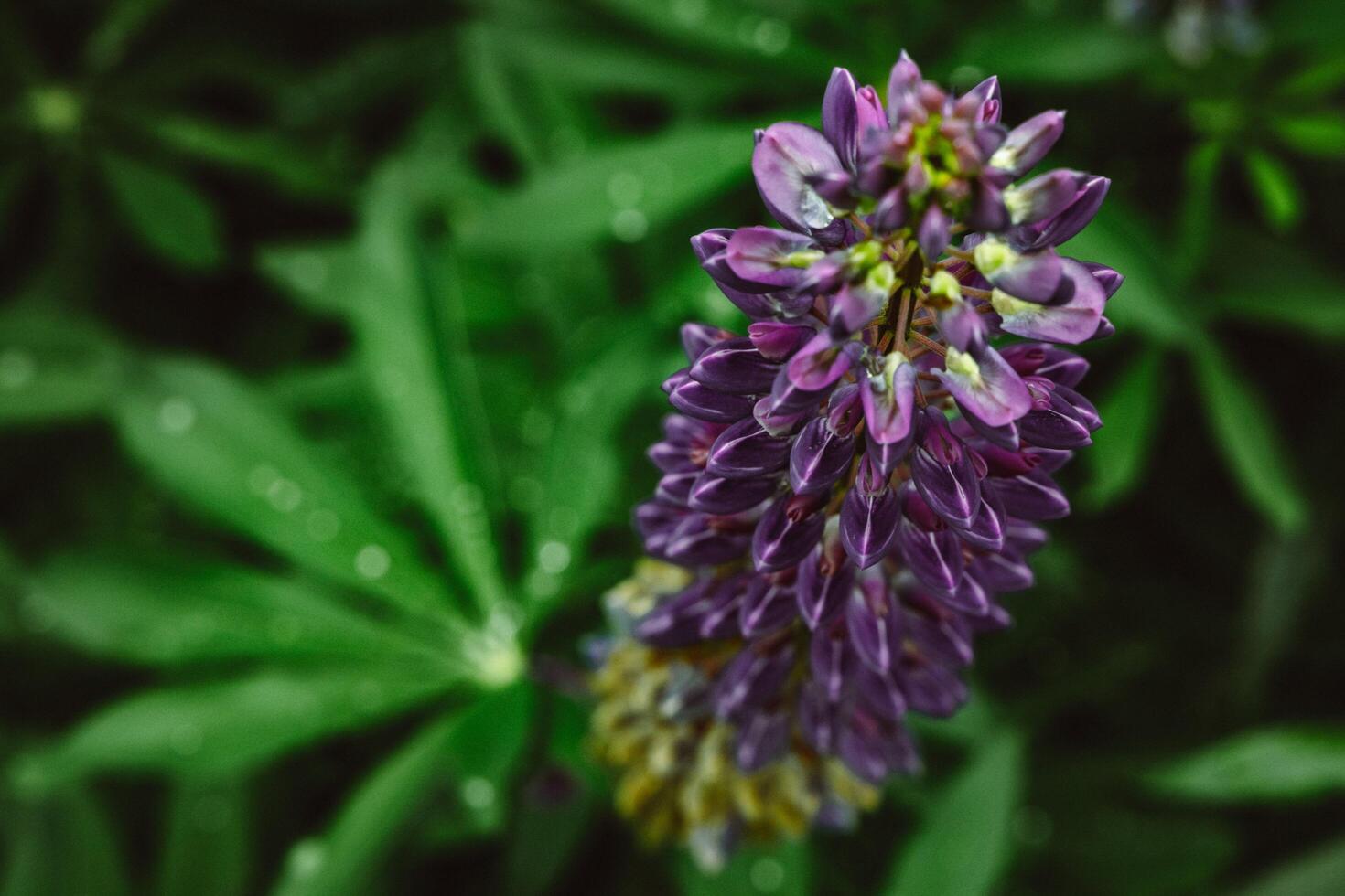 Purple Majesty Blooms of Beauty in the Mountain Breeze photo
