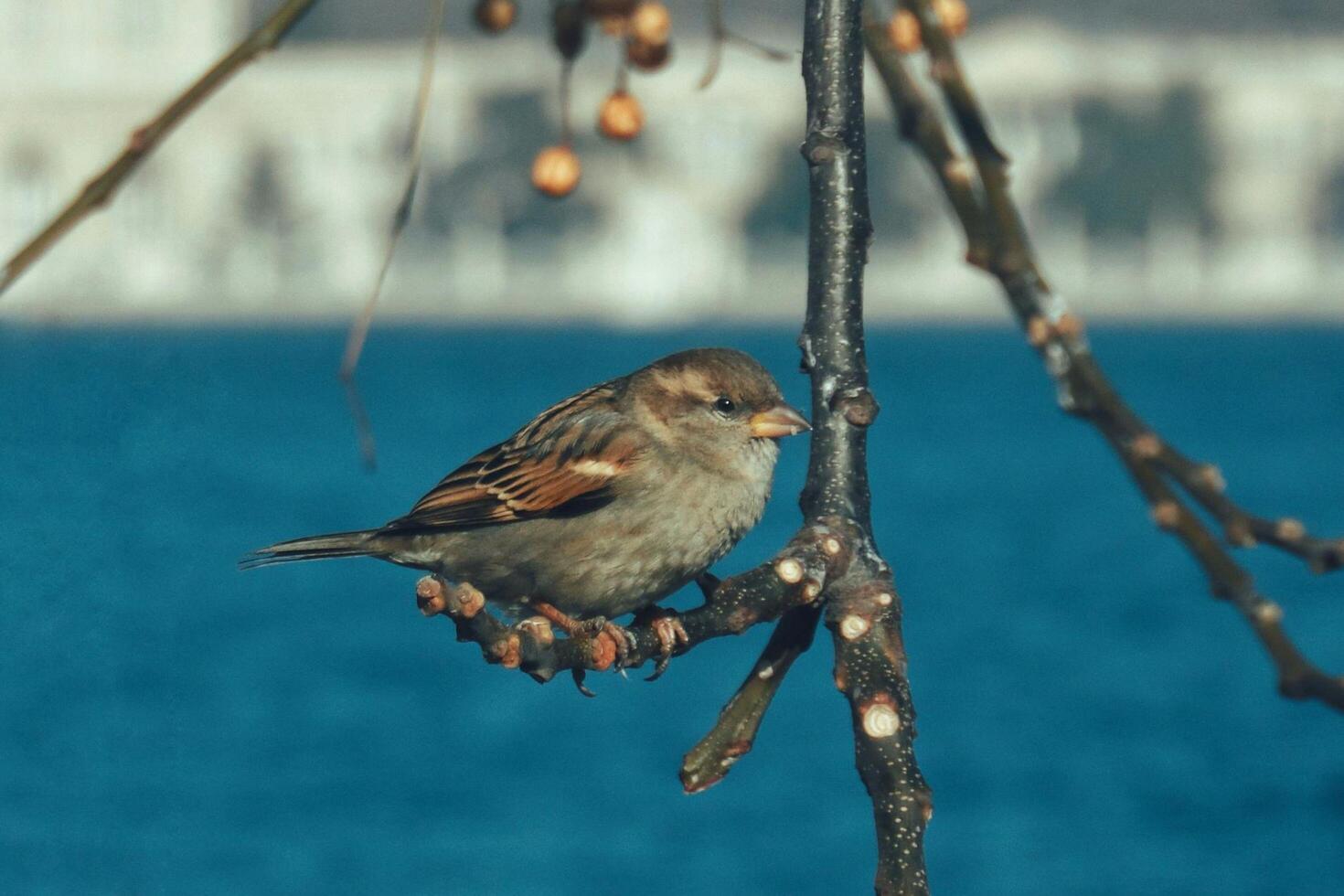 Silent Sentinel The Sparrow's Vigil on the Branch photo