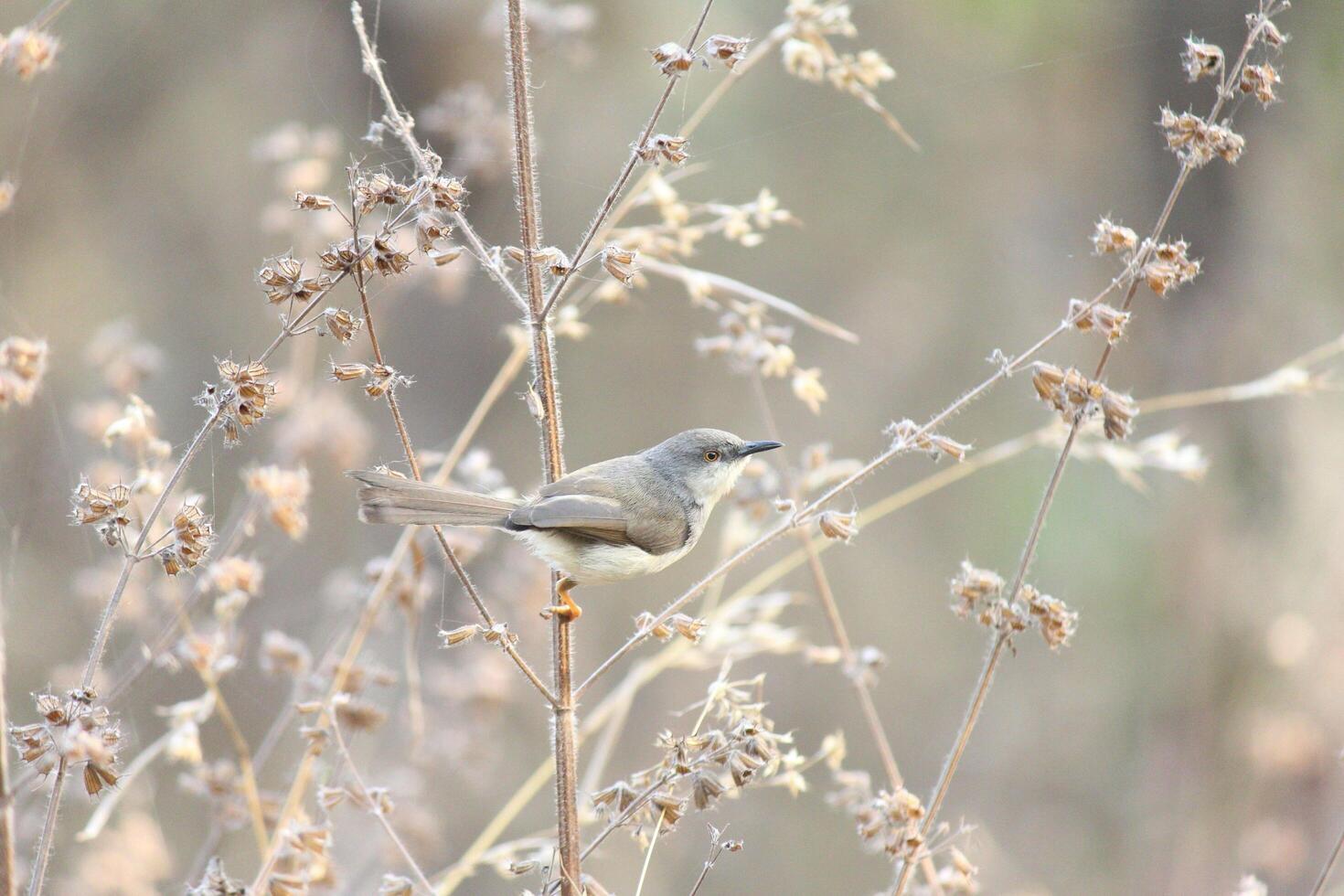 Yearning Wings The Magpie Robin's Flight photo