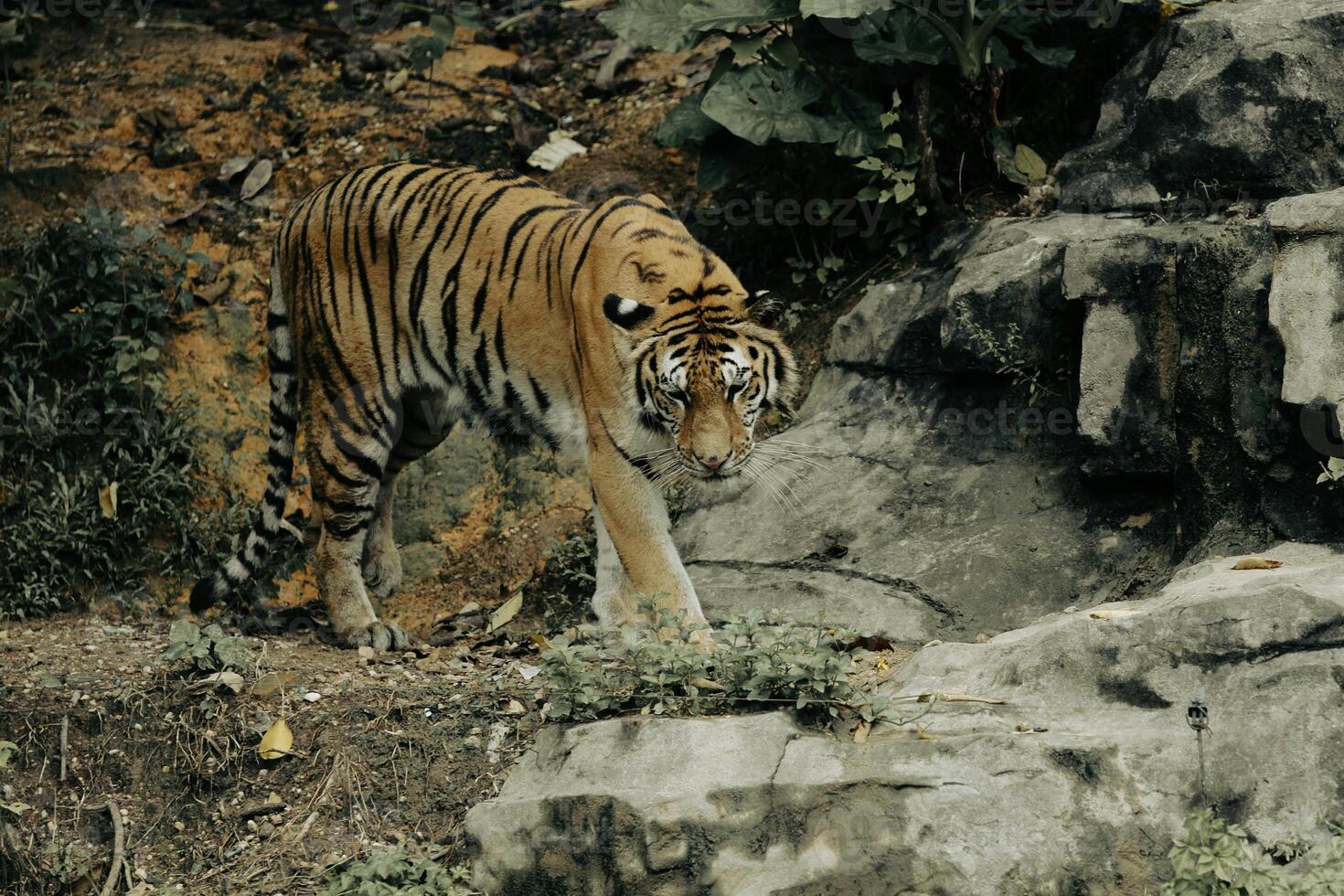 The Majesty of the Royal Bengal Tiger in its Natural Realm photo