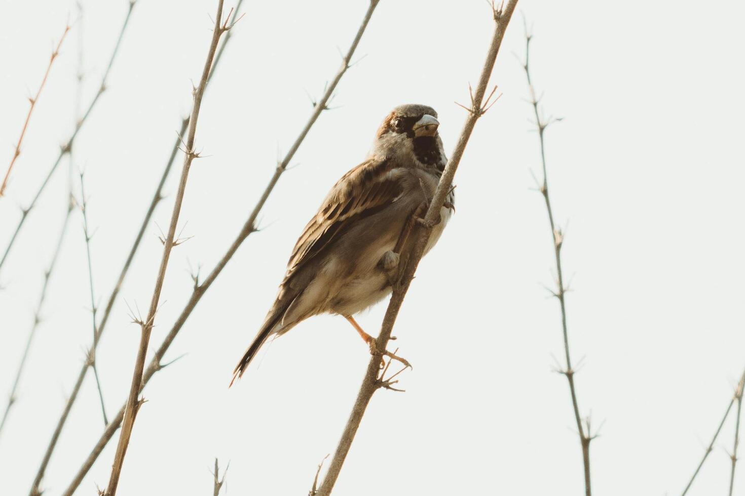 Savvy Sparrow Tales of Wit and Charm photo