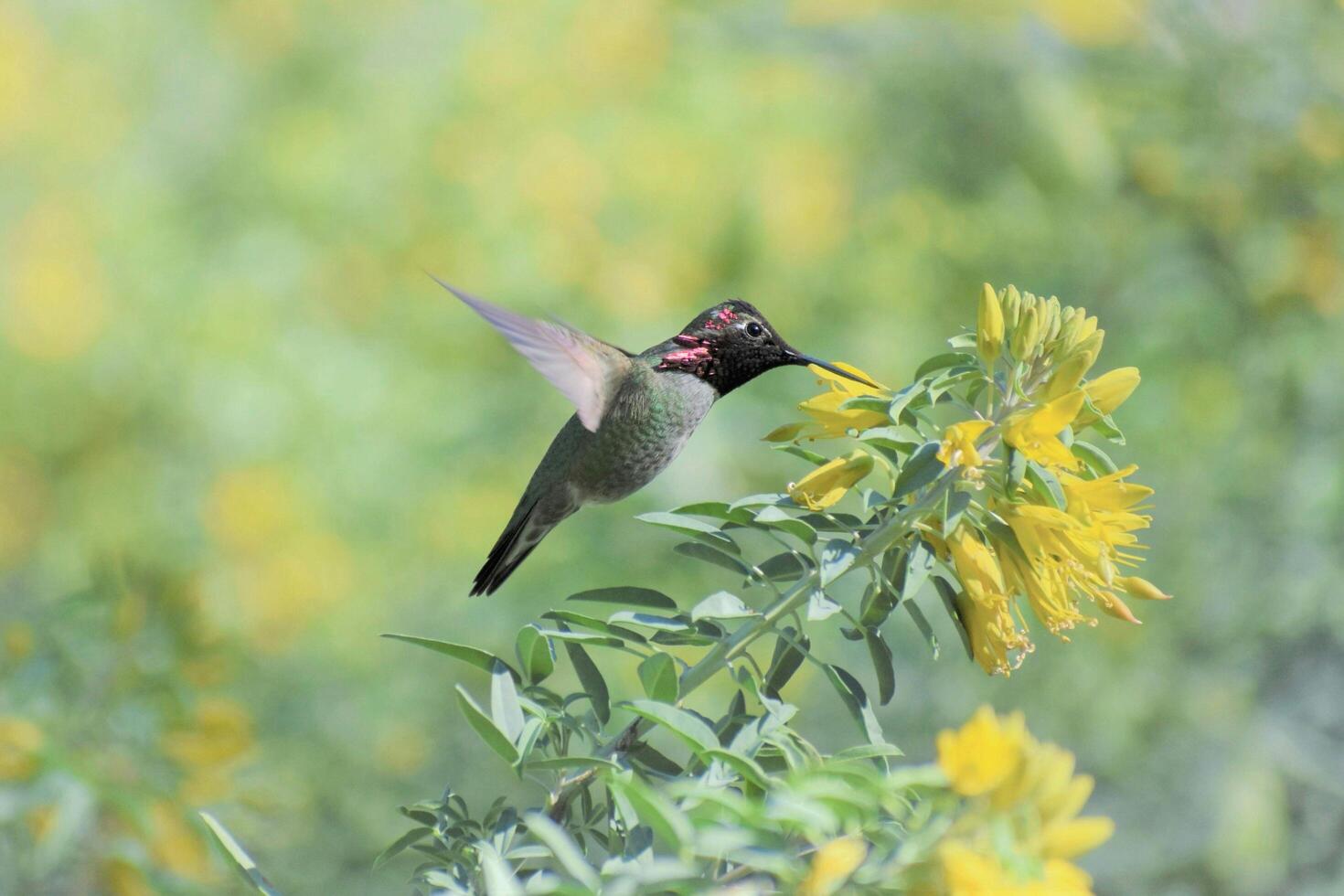Harvesting Nectar Extracting Juice from Hummingbird Flowers photo