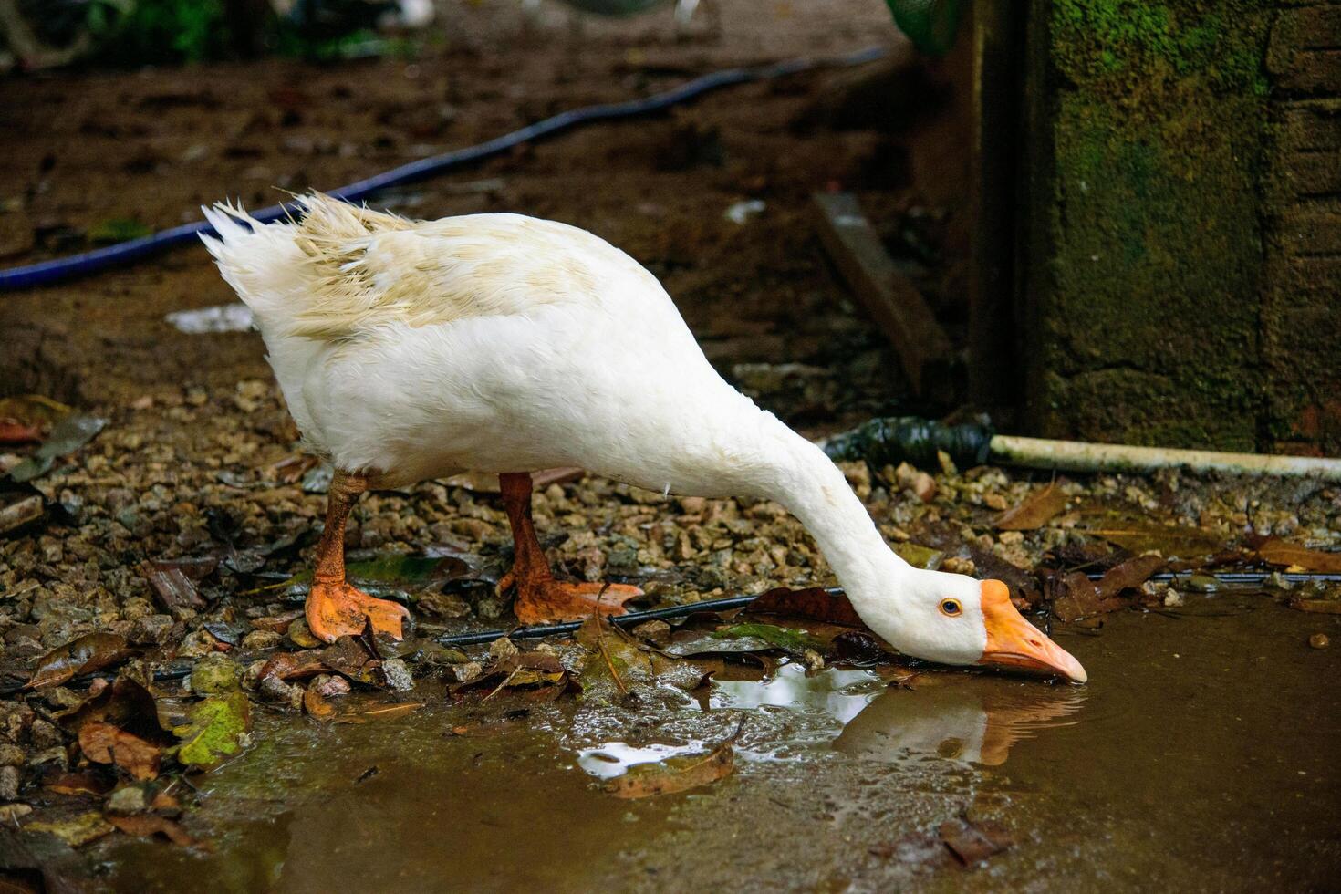 Savoring Majesty Imbibing Waters of the Royal Duck's Realm photo