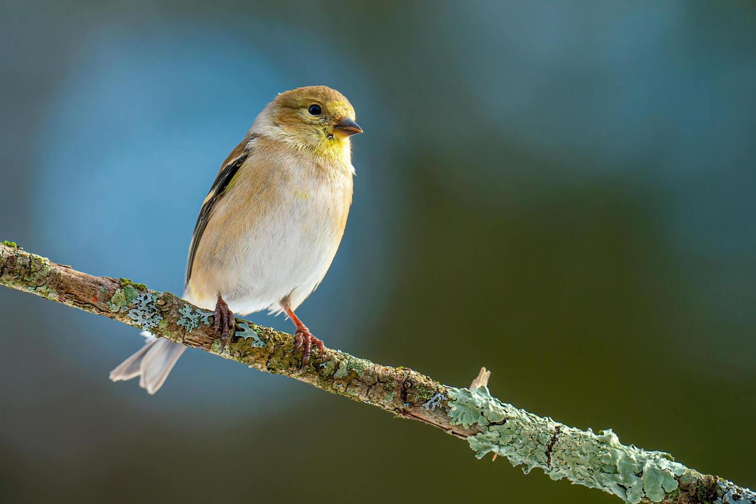 The Contemplative Sparrow Perched Upon Life's Branch photo