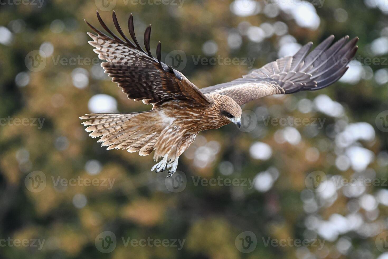 Eagle's Majesty The Artistry of Hunting photo