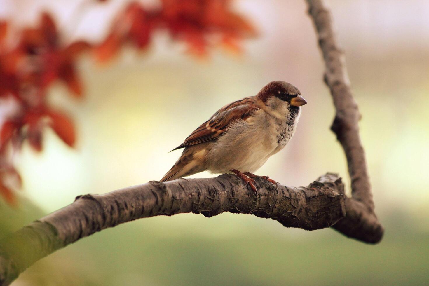 Perched Serenity The Sparrow's Tranquil Rest photo