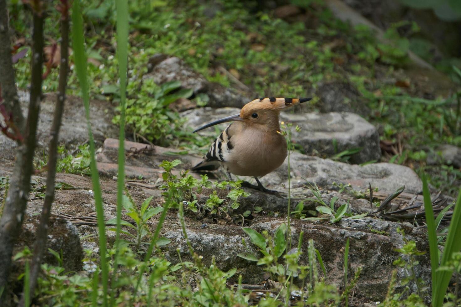 Perched Sentinels Woodpeckers on Bird Rocks photo