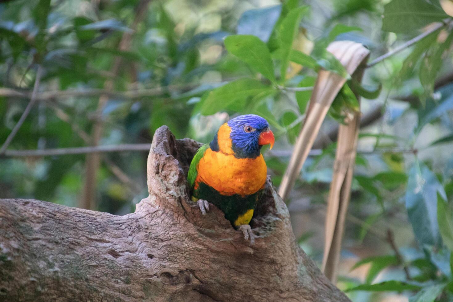Guardian of the Hollow A Parrot's Watchful Gaze photo