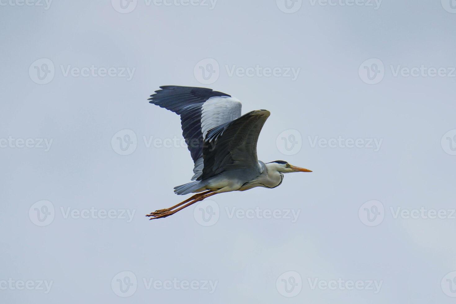 Free flight of the heron photo