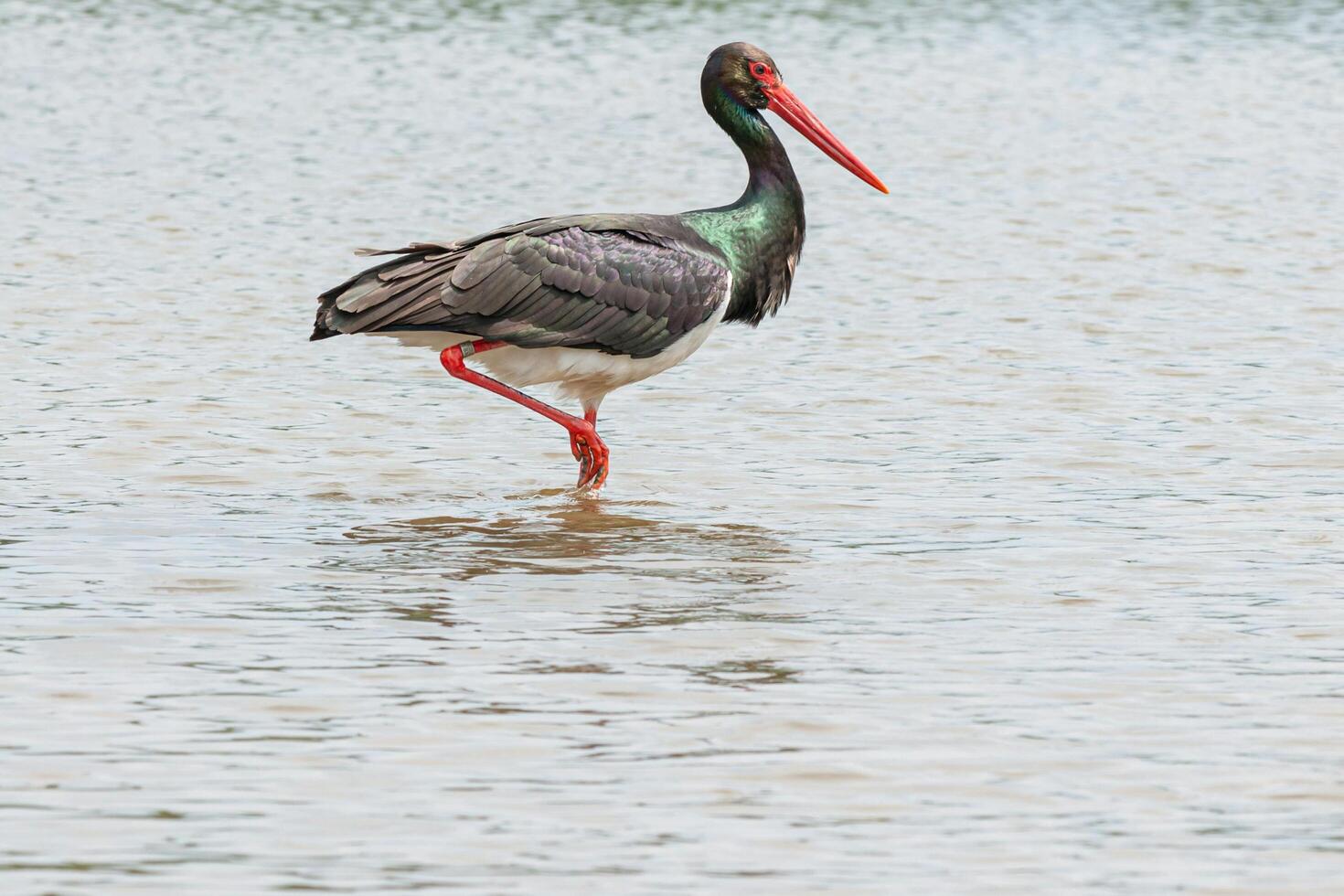 Silent Stalker Heron's Hunt Beneath the Ripples photo