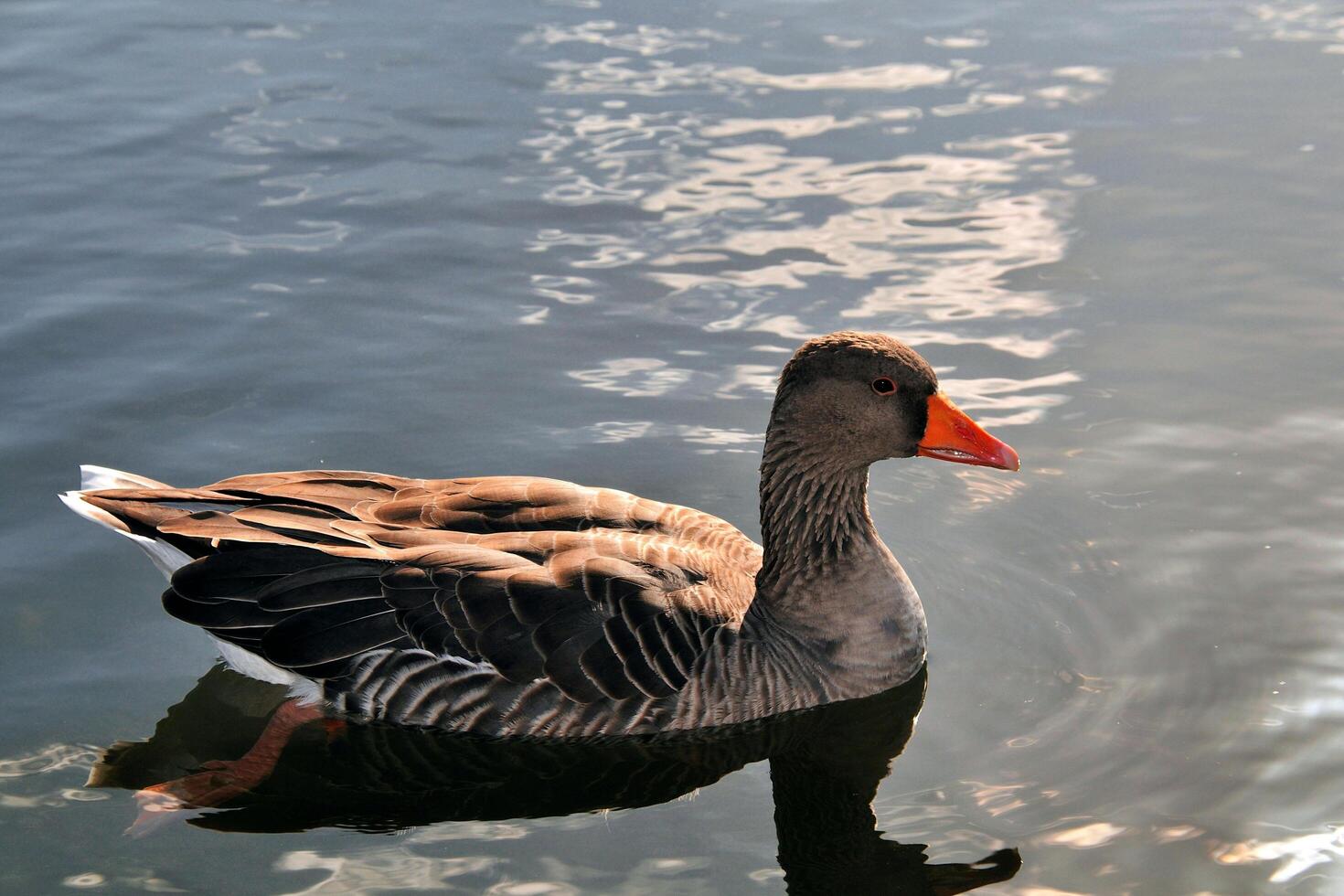 Gliding Through Majesty Swimming in the Royal Duck's photo
