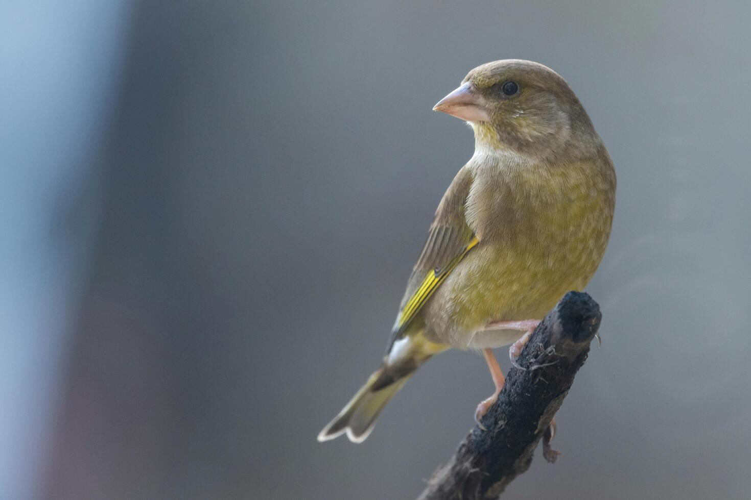 Guardians in the Wings Baby Sparrows Observing in Silence photo